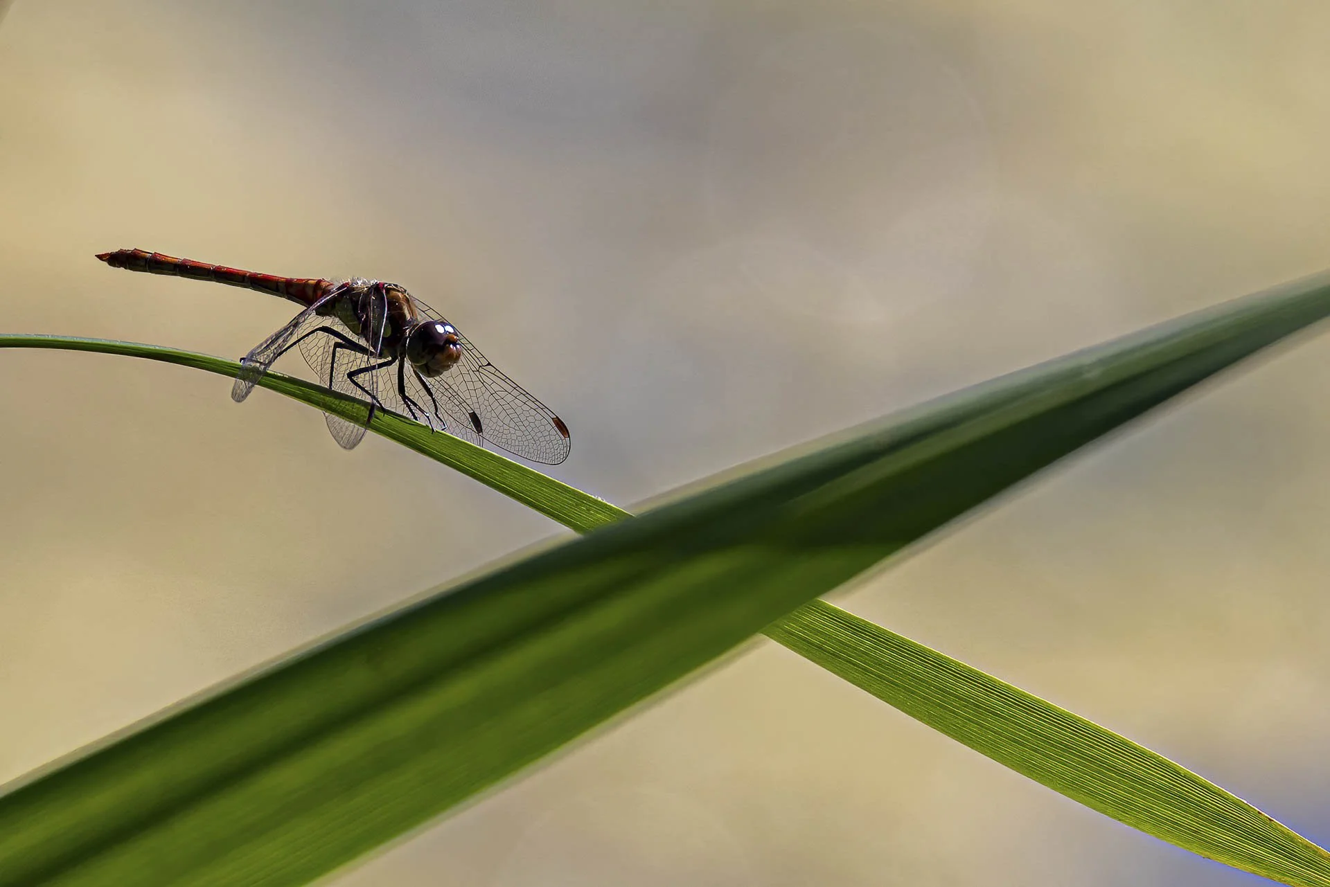 Dragonfly perched on a green leaf with blurred background.