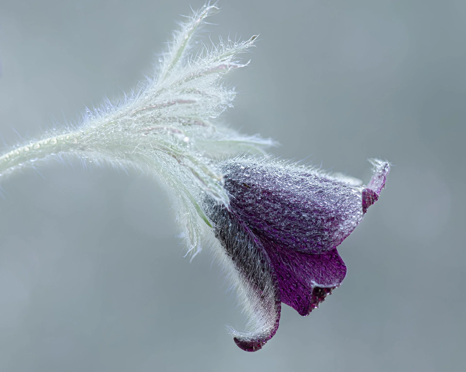 Close-up of a purple flower bud with hairy white stems and dew droplets on petals.