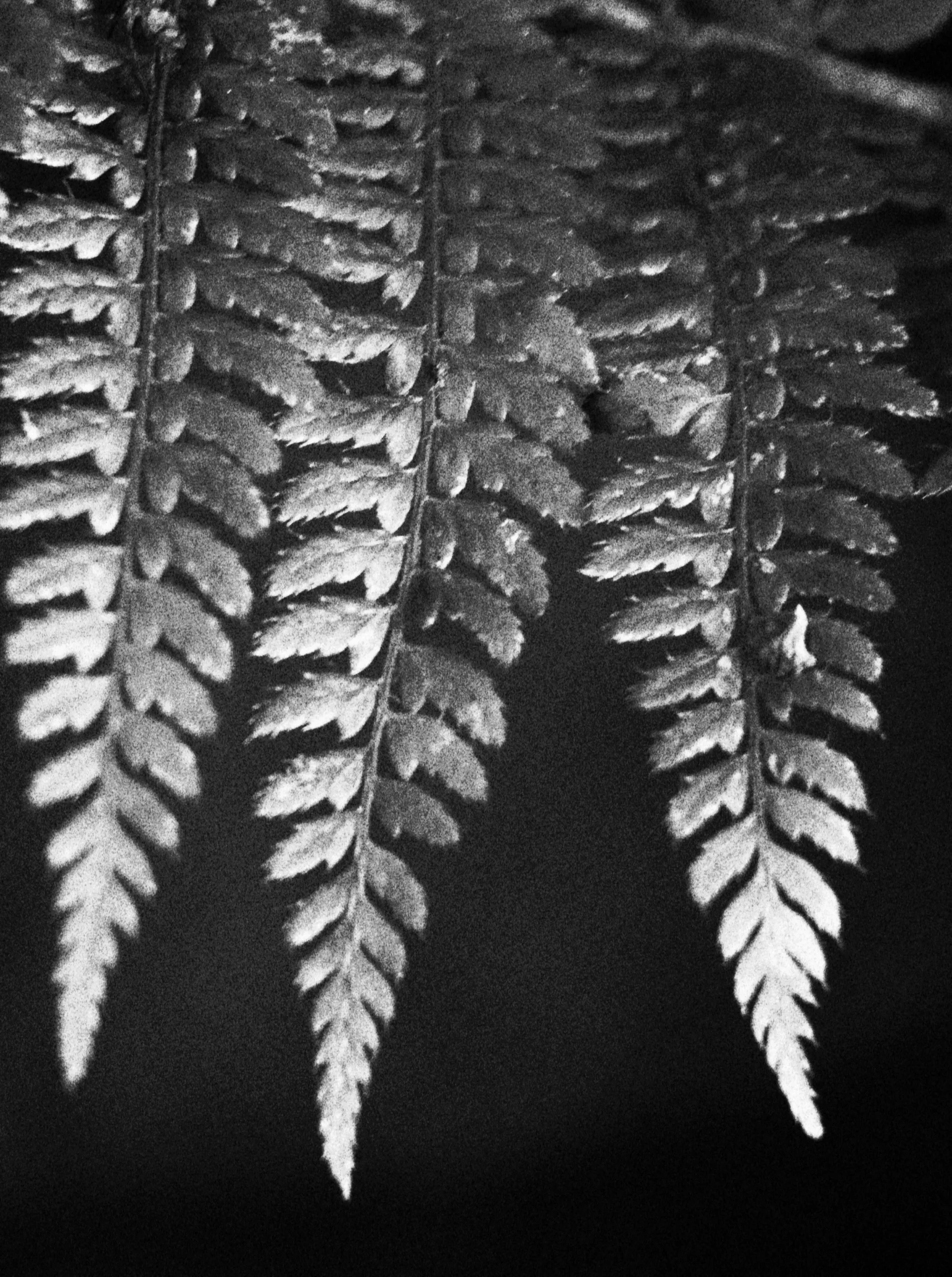 Black and white photo of fern leaves with detailed texture.