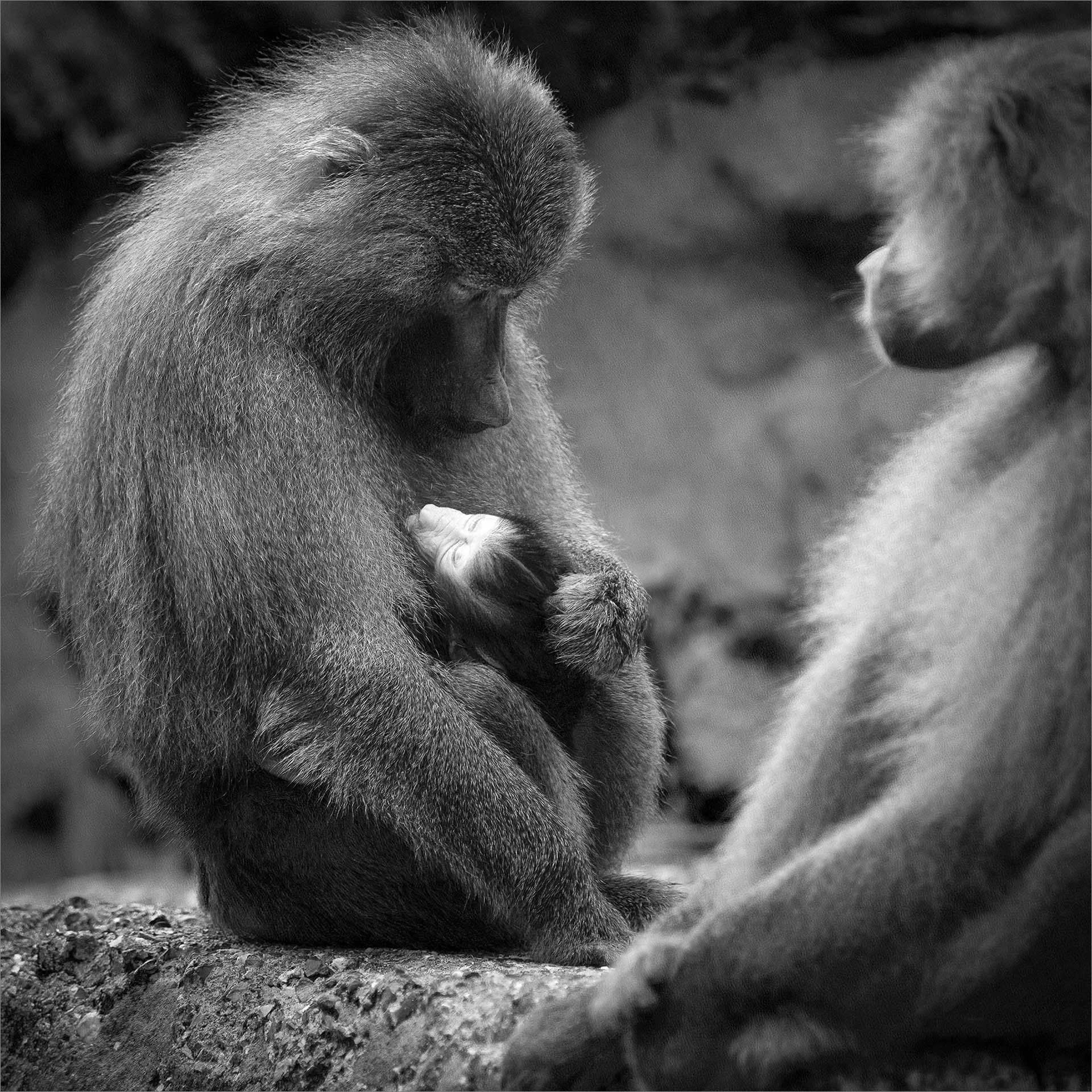 Black and white image of a baboon family, with an adult holding an infant, while another adult sits nearby.