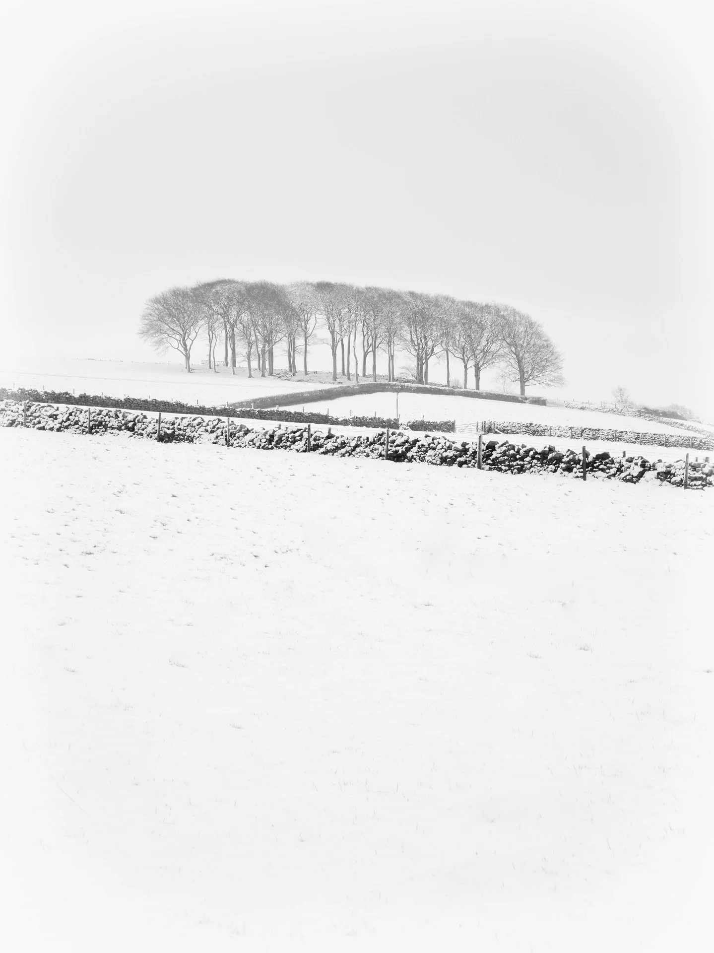 Snow-covered landscape with a row of bare trees and stone walls.