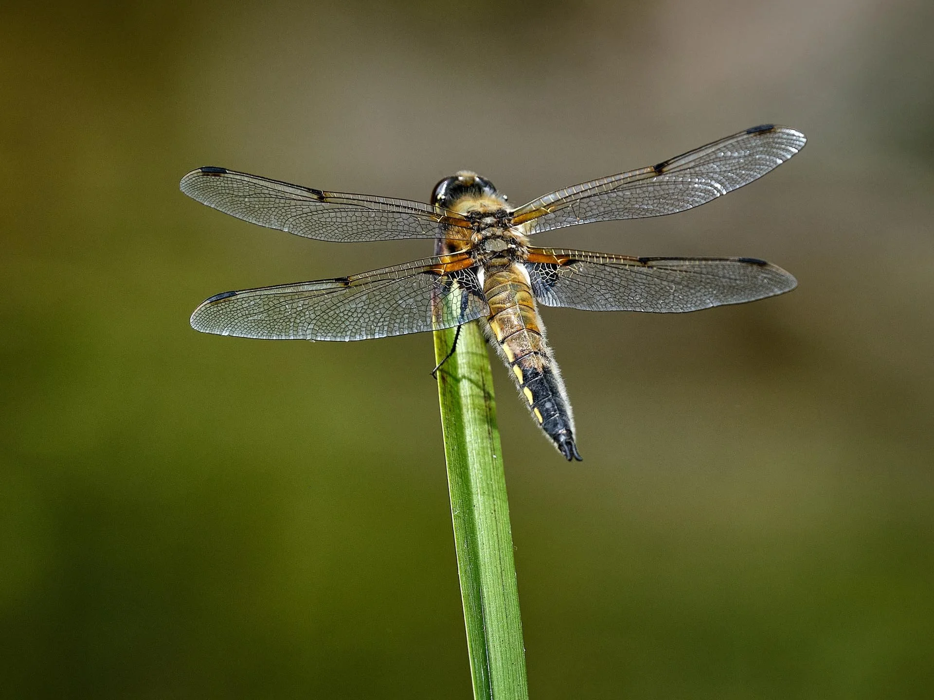 A dragonfly perched on a green stem with transparent wings spread out.