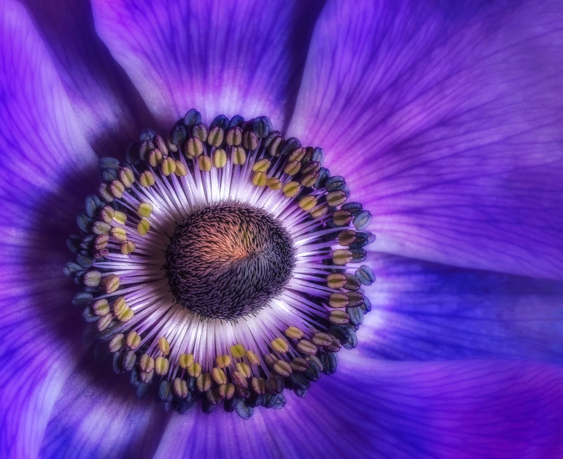 Close-up of a purple flower center with petals and stamens