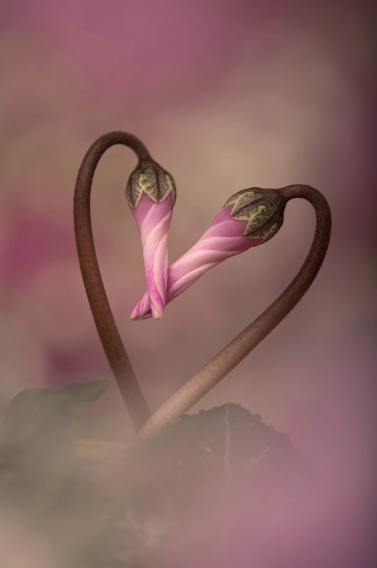 Two pink flower buds with twisted stems forming a heart shape, set against a soft, blurred background.