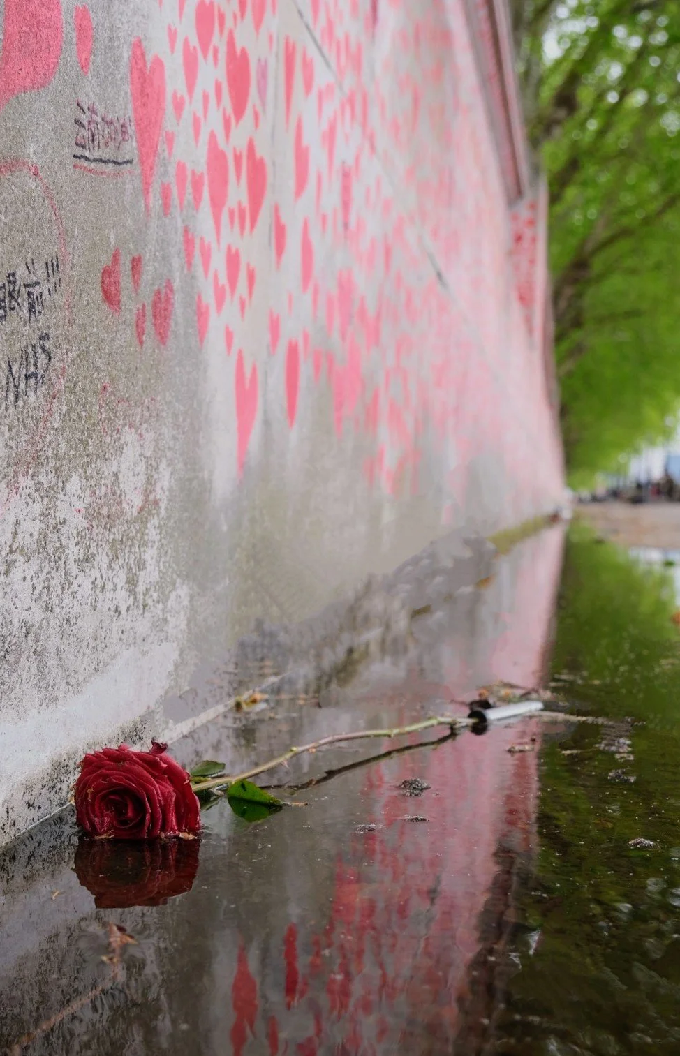 Red rose lying on wet pavement with wall covered in red hearts, reflecting in the water next to a tree-lined street.