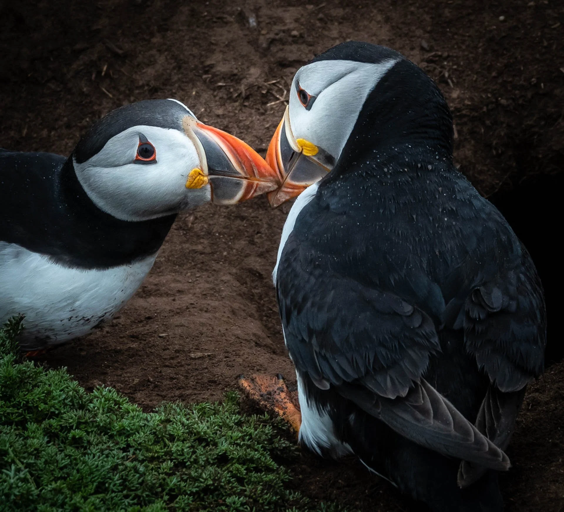 Two Atlantic puffins touching beaks on a grassy area near a burrow.