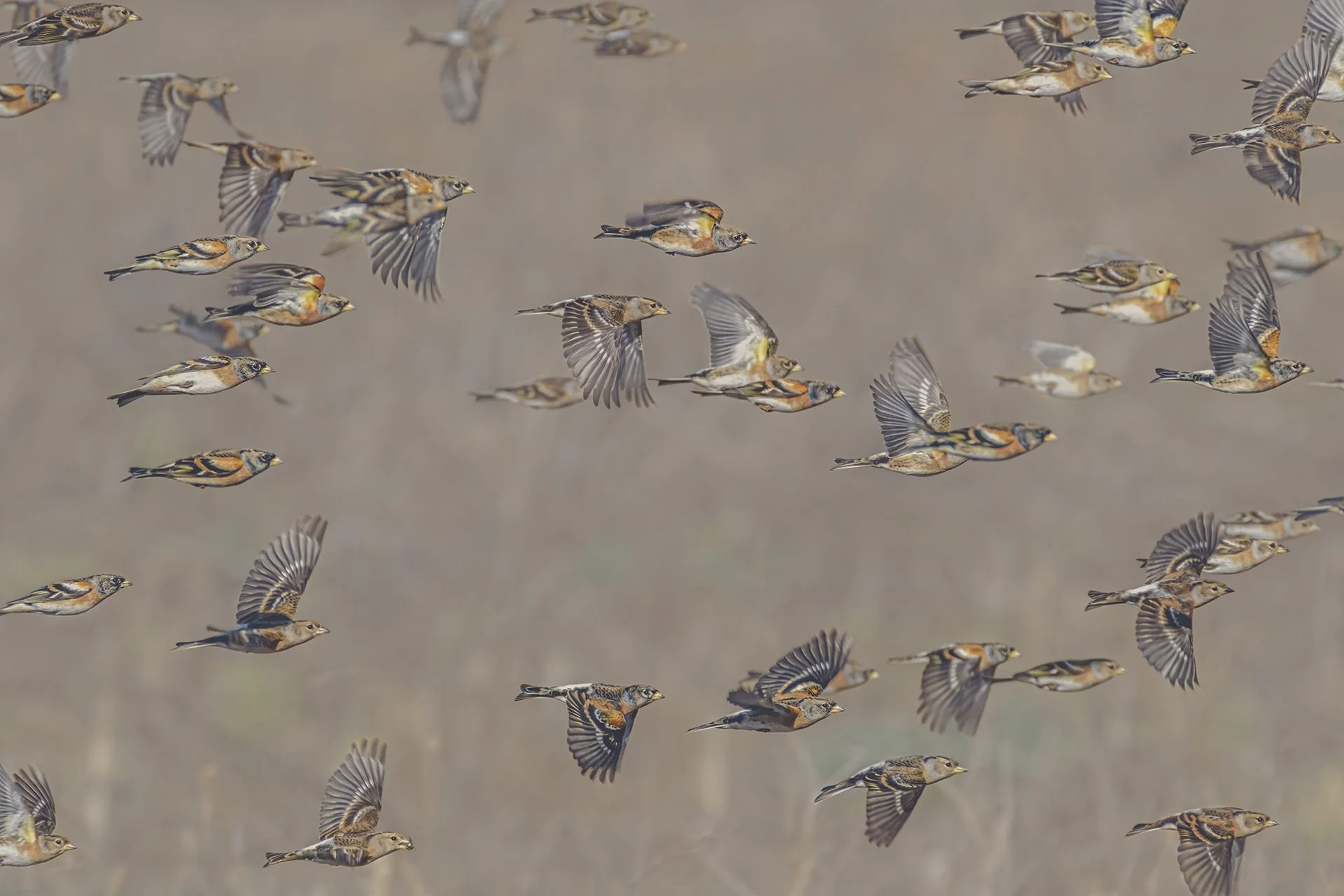 A flock of birds flying in the sky with brown, black, and orange markings.