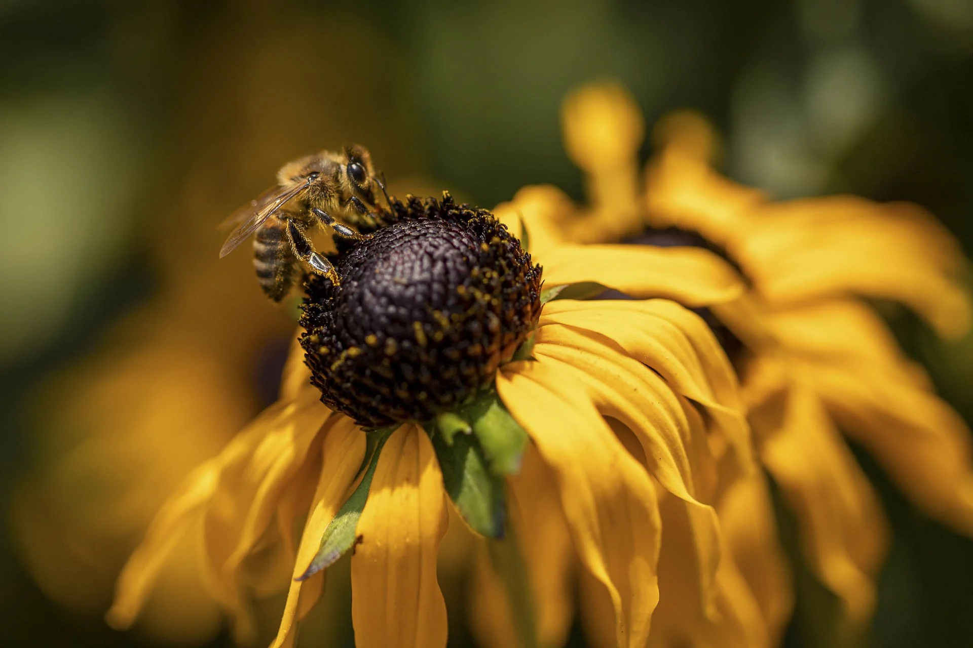 Bee pollinating a yellow coneflower in close-up with blurred green background.