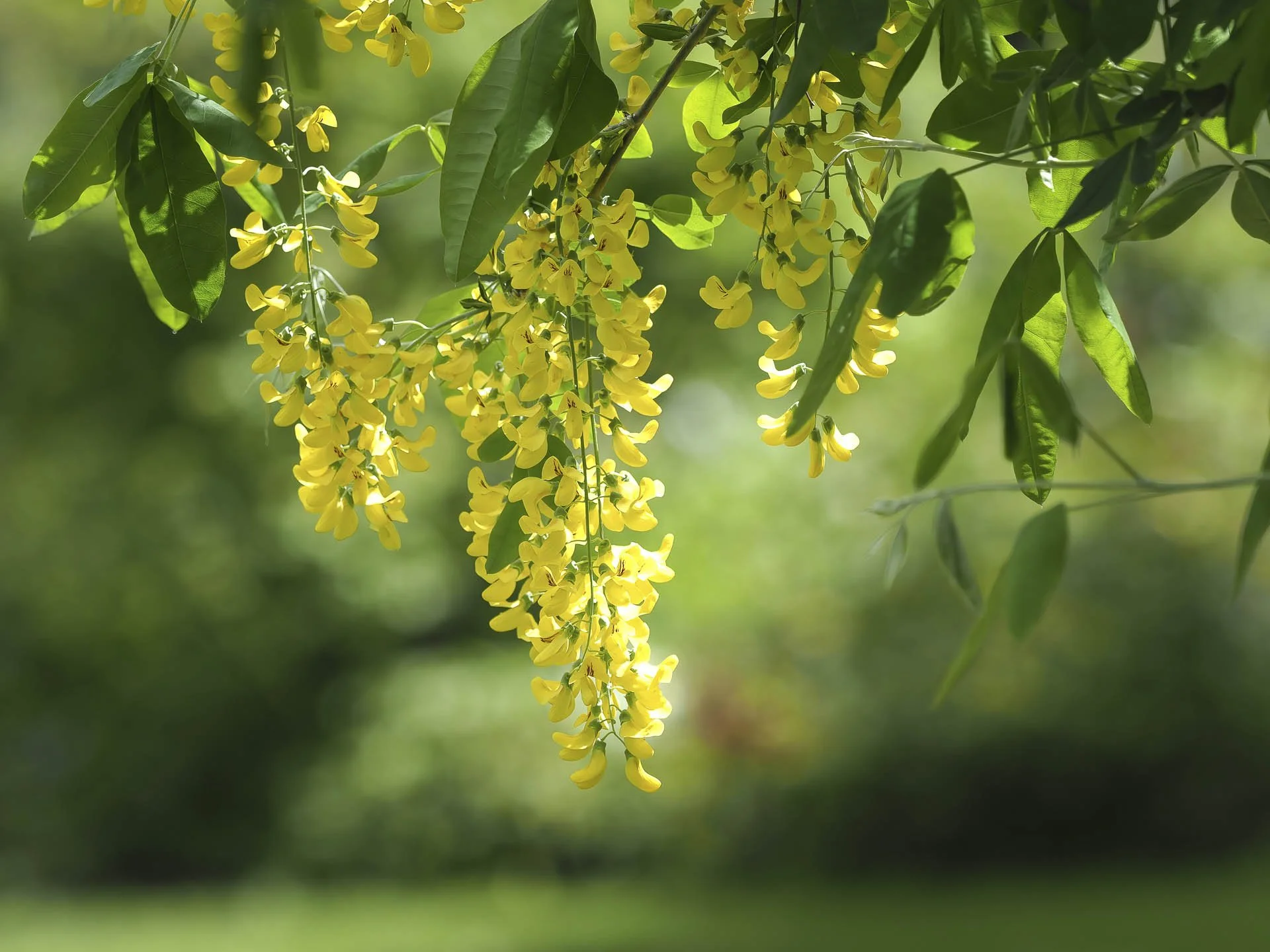 Yellow flowers on cascading branches with green leaves and blurred background.