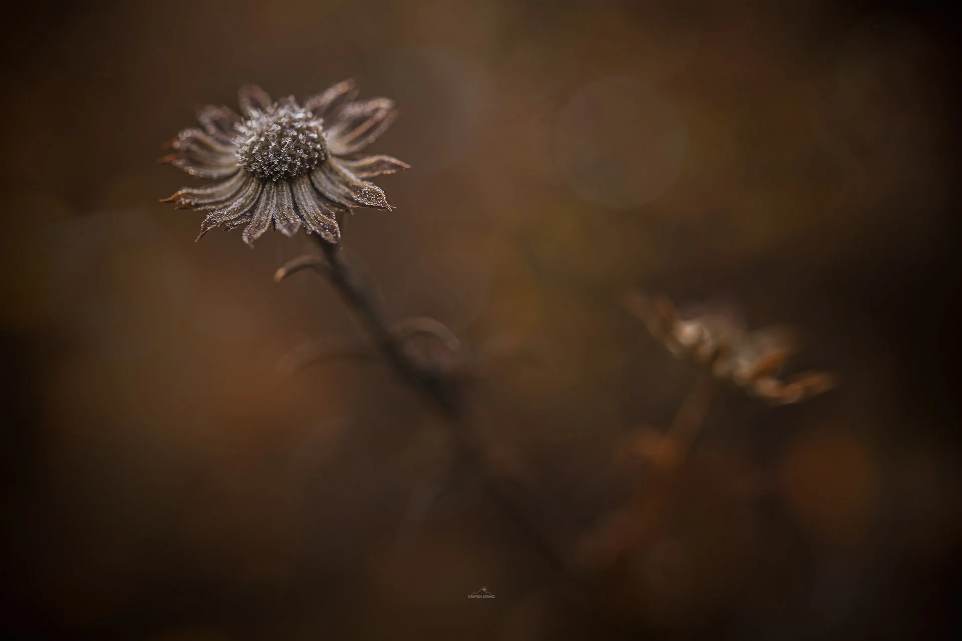 Close-up of a withered flower with dew droplets on petals against a blurred brown background.