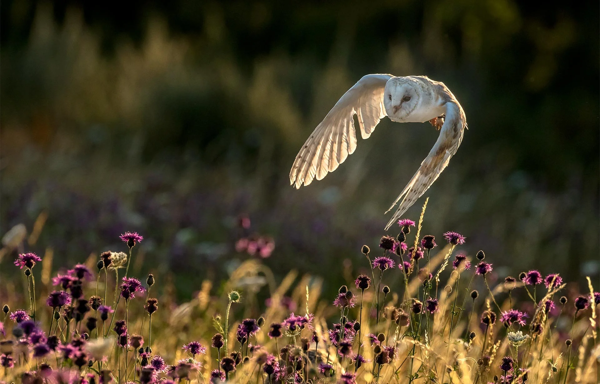 A barn owl flying over a field of purple wildflowers at sunset.