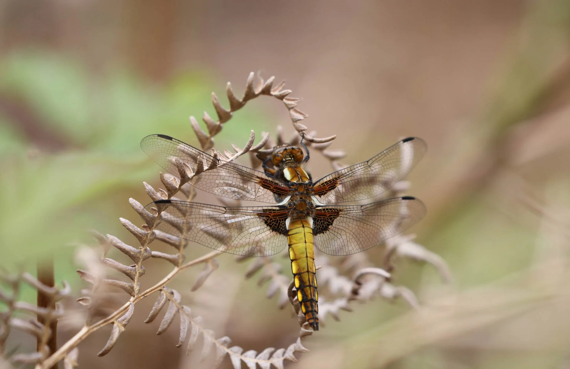 Close-up of a dragonfly perched on a dry plant with blurred background.