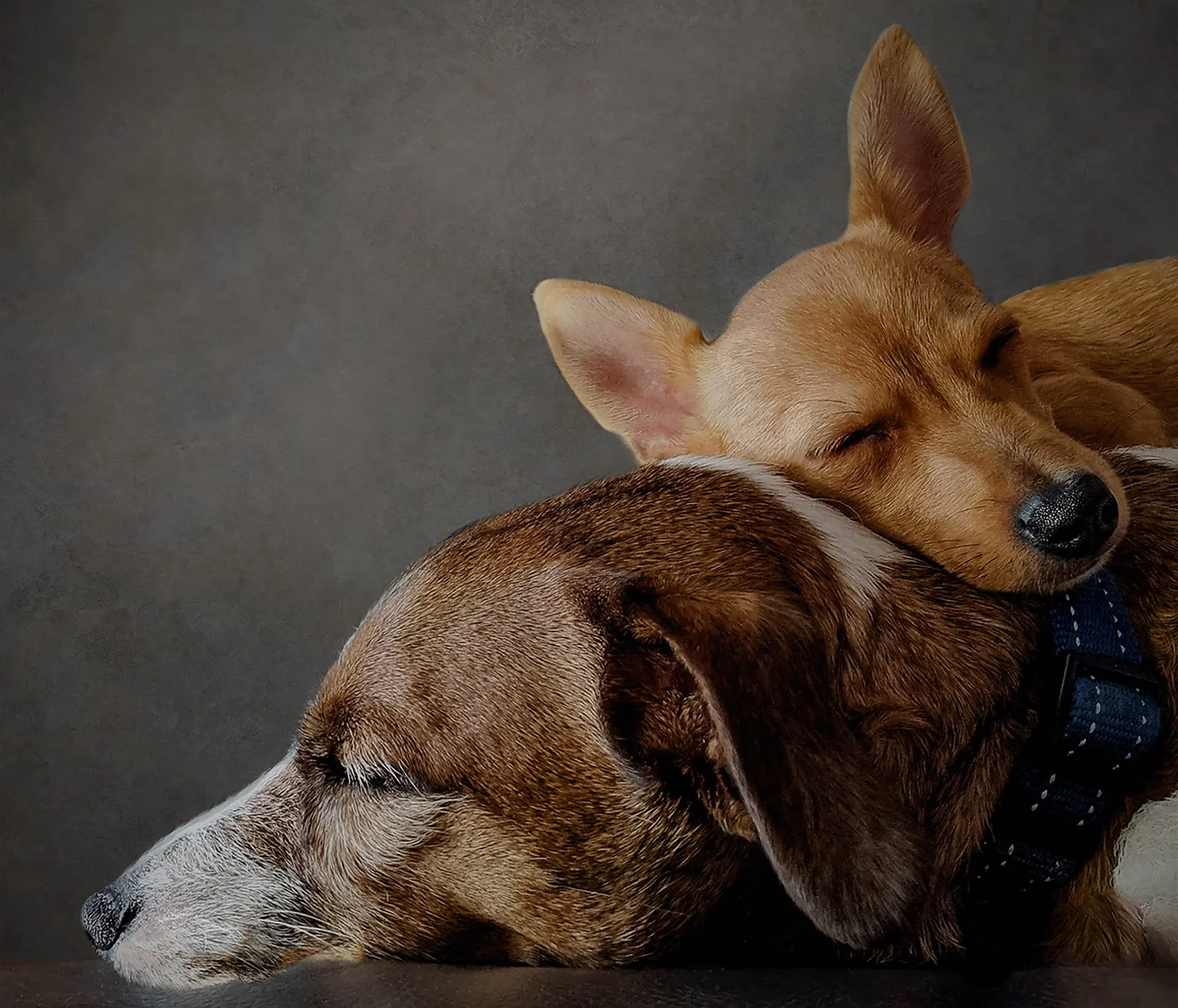 Two sleeping dogs, one light-colored and one dark, cuddling together.