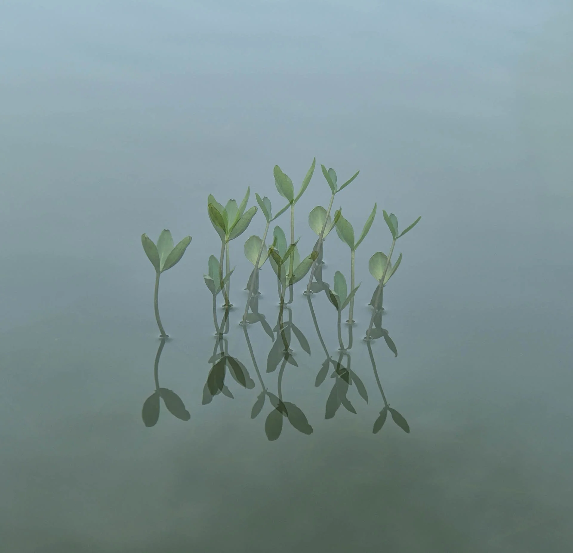 Young green seedlings reflected in calm water.