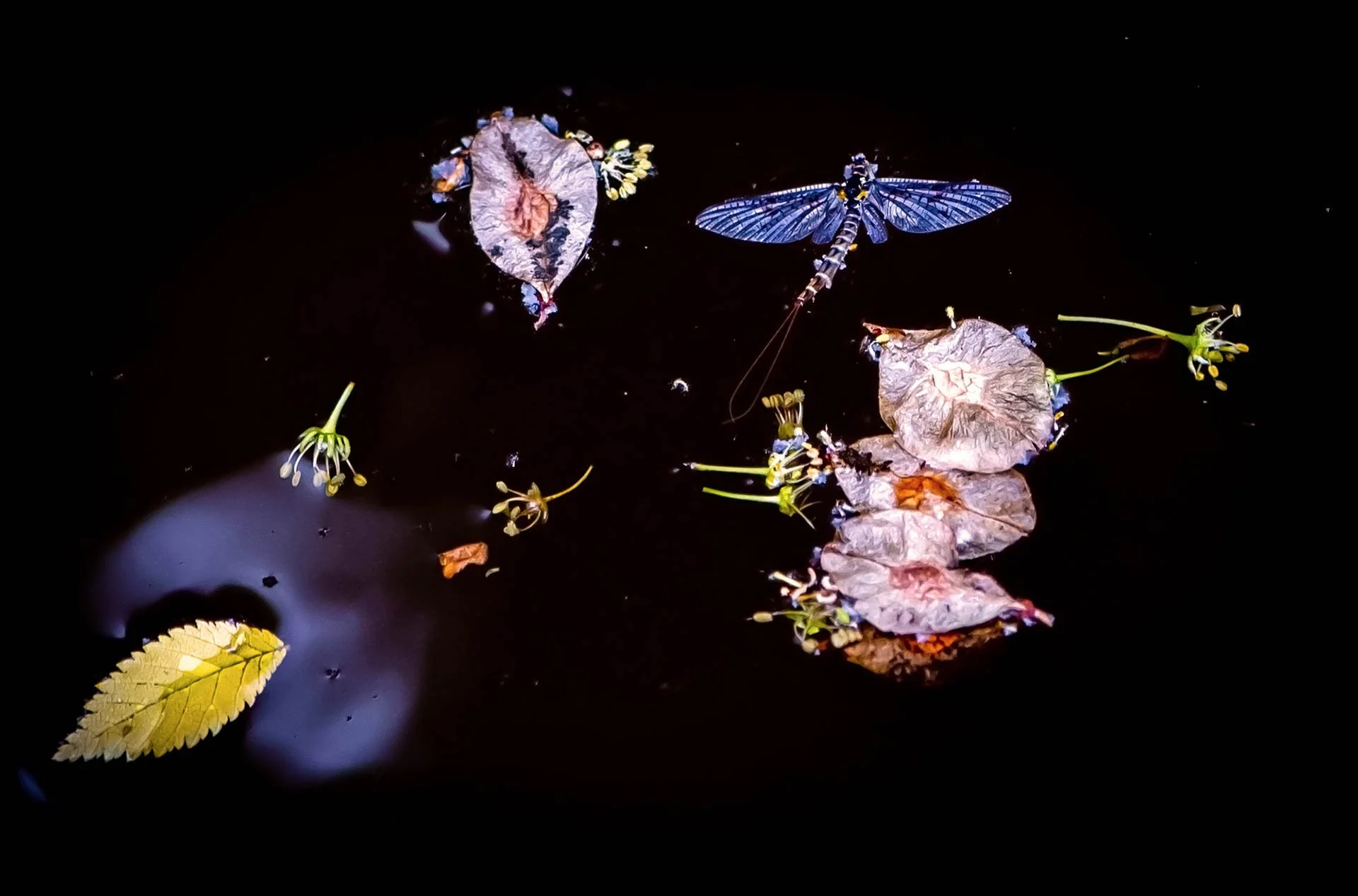 A dragonfly rests on a dark water surface alongside floating leaves and small plant debris.