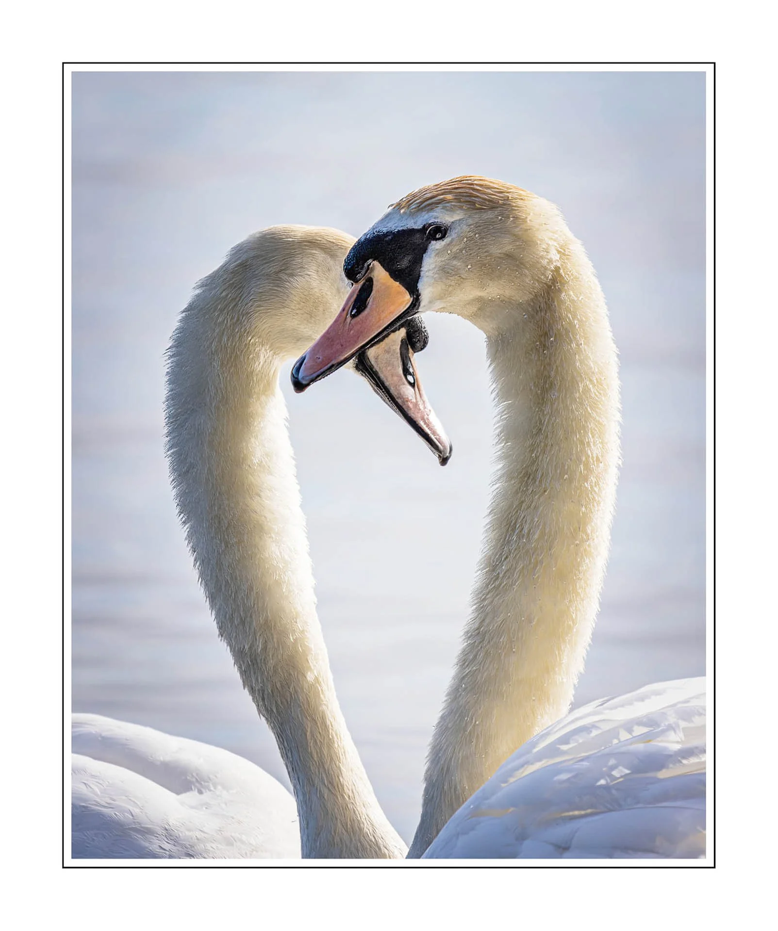 Two swans with necks forming a heart shape.