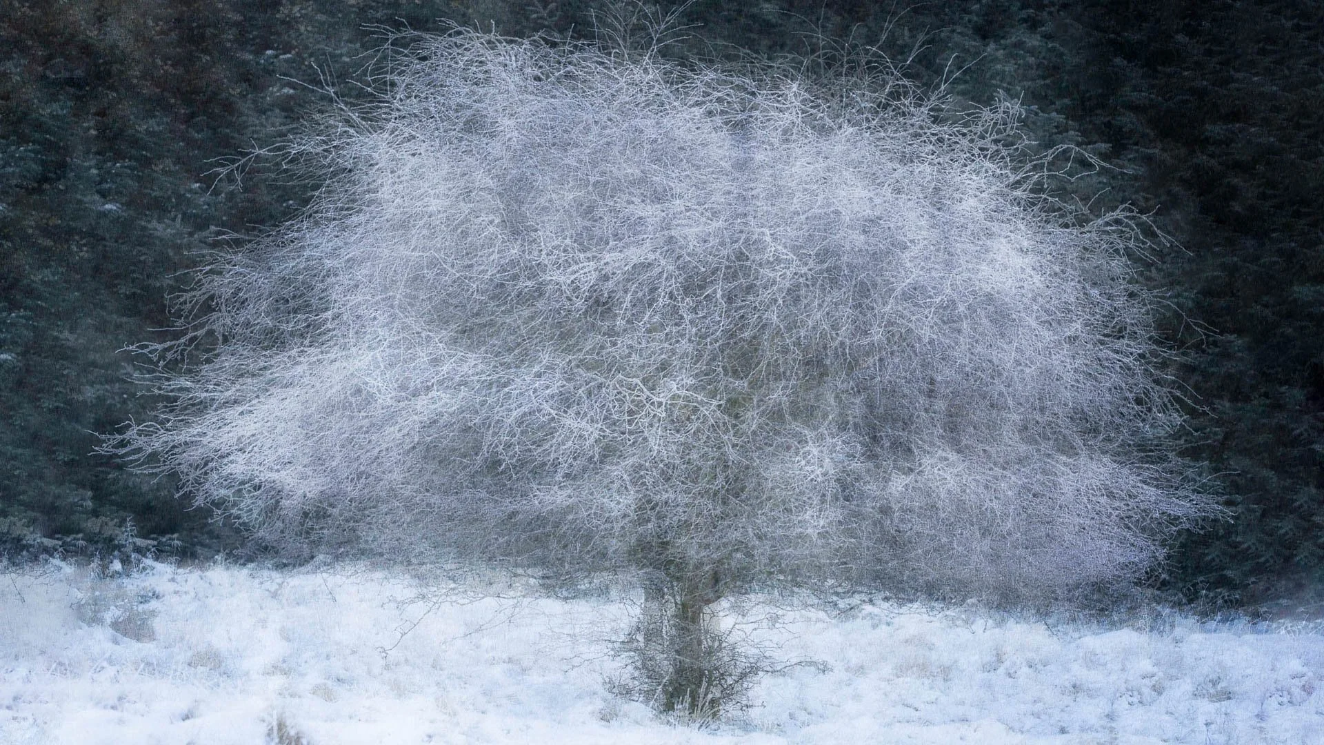 A winter scene featuring a tree covered in frost with a snowy landscape and dense forest background.