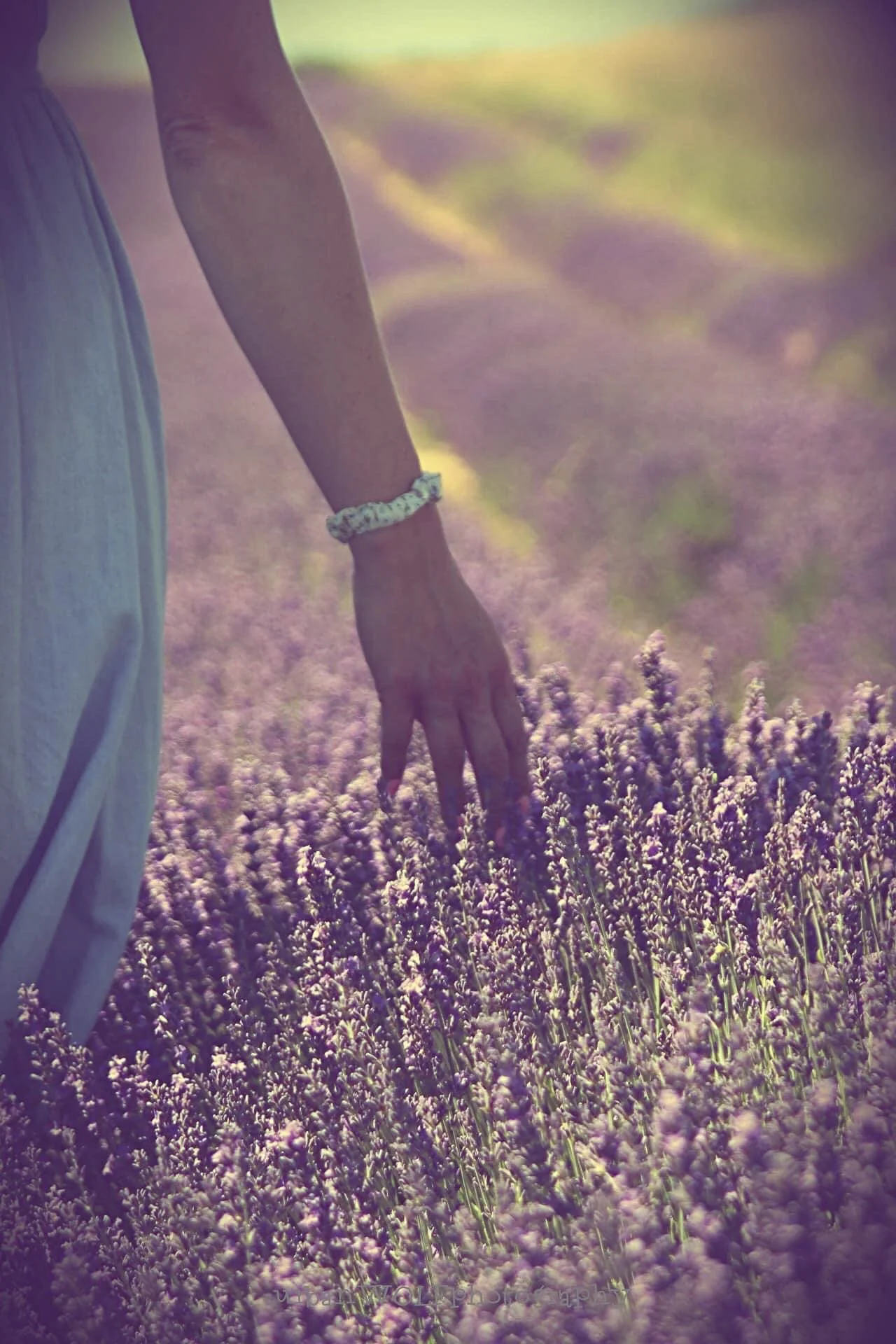 Person walking through a lavender field, hand gently touching the flowers.