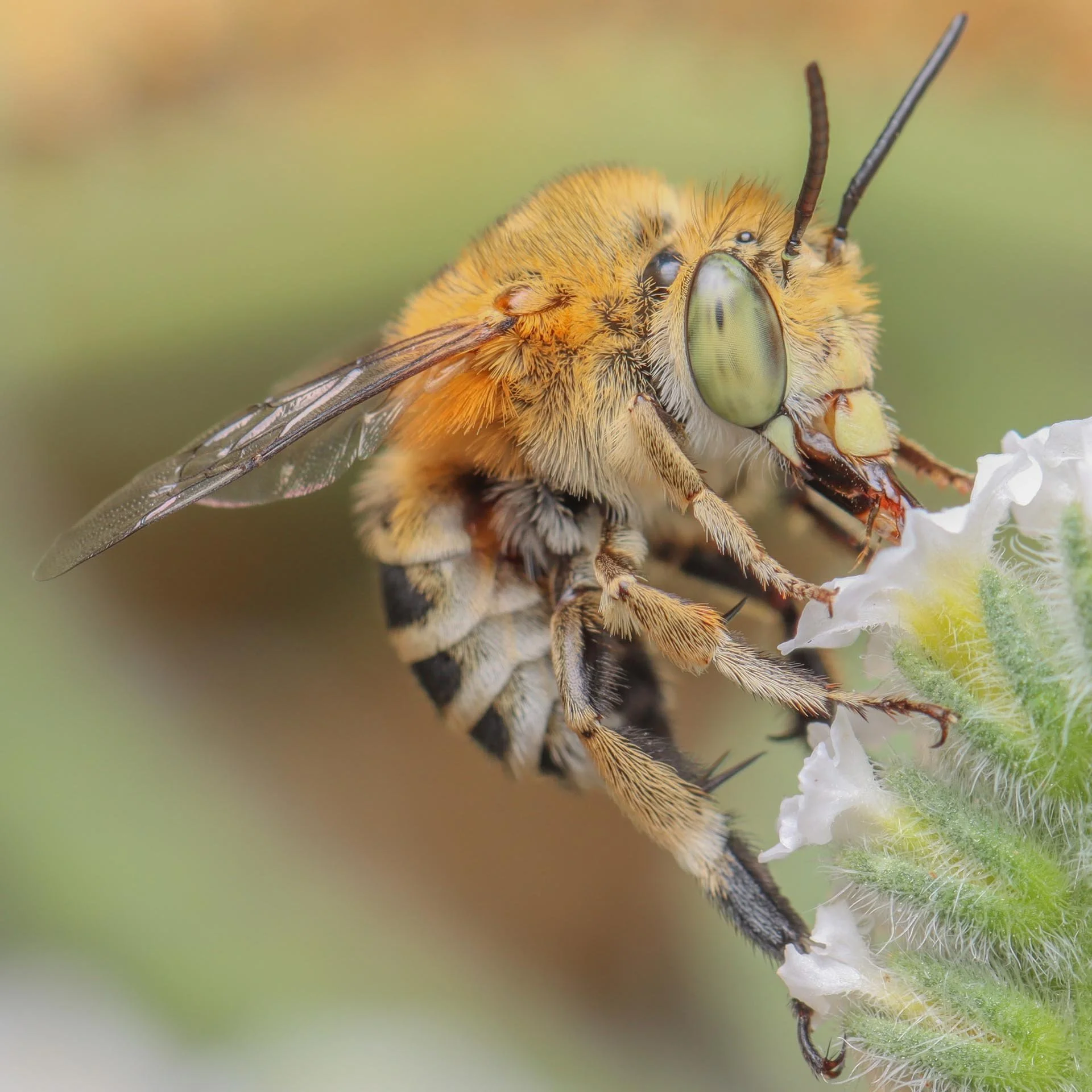 Close-up of a bee on a flower