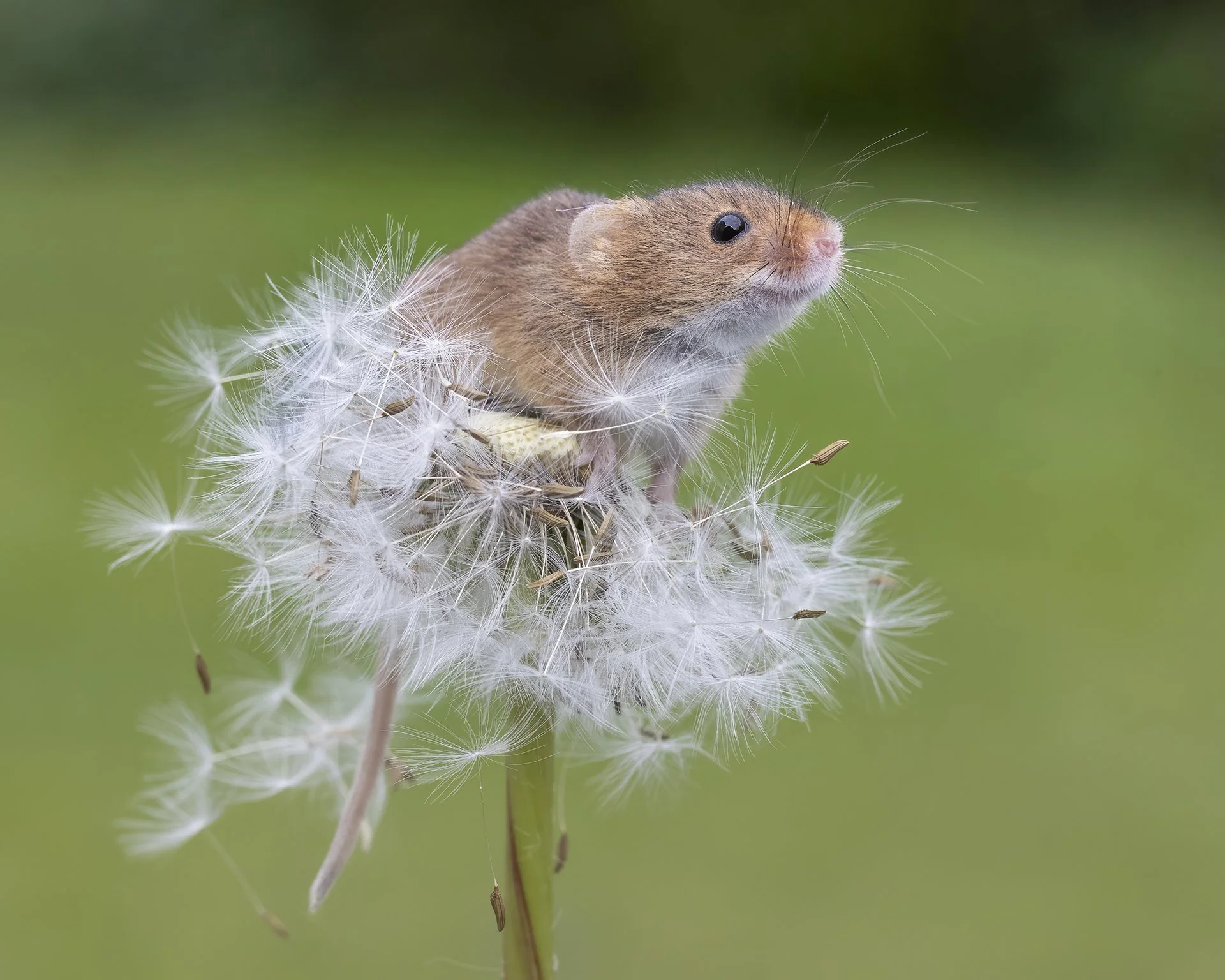 A small mouse sitting on a dandelion puff against a blurred green background.
