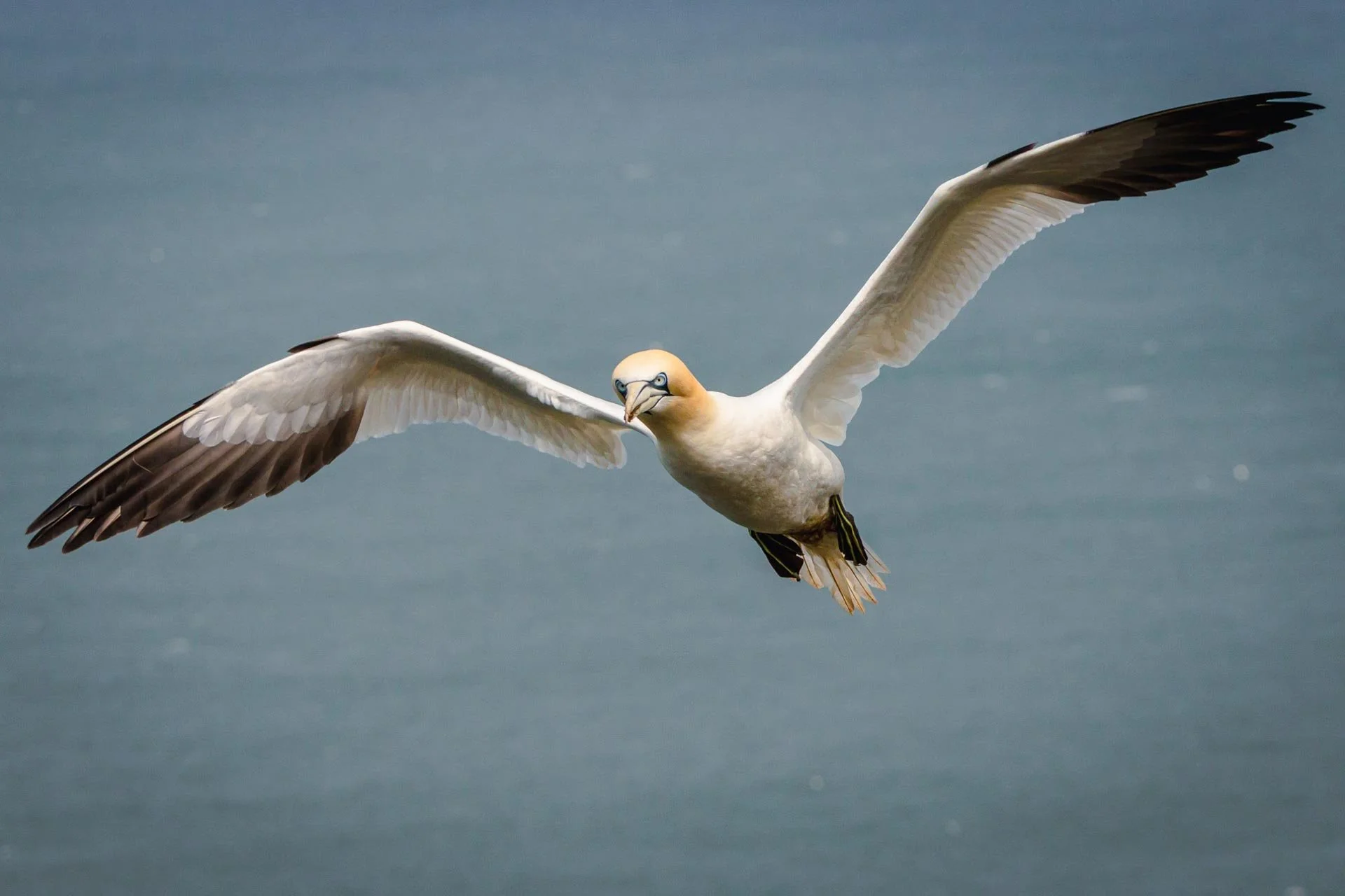 Northern gannet bird in flight with outstretched wings over the sea.