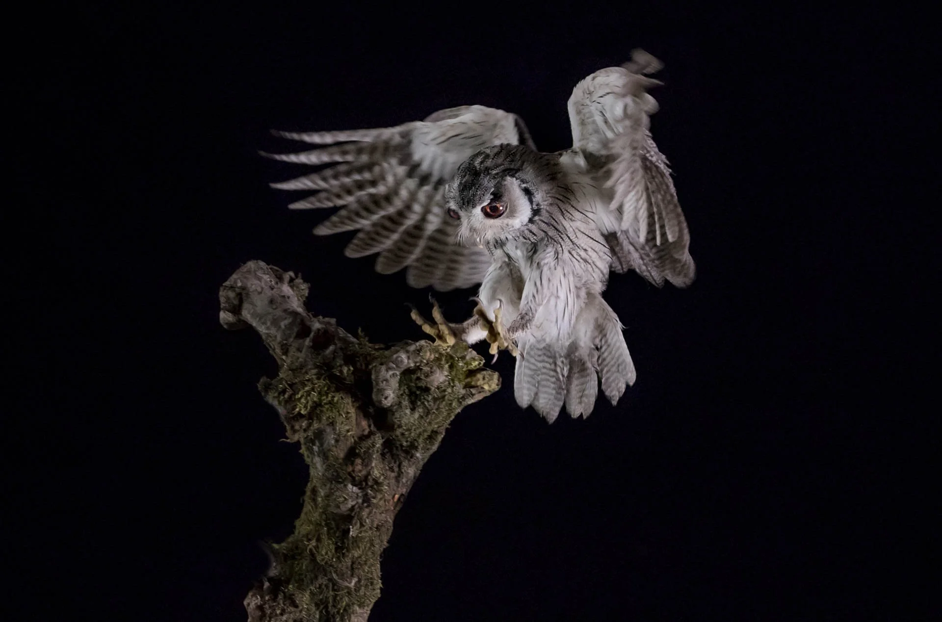 An owl landing on a tree branch at night.
