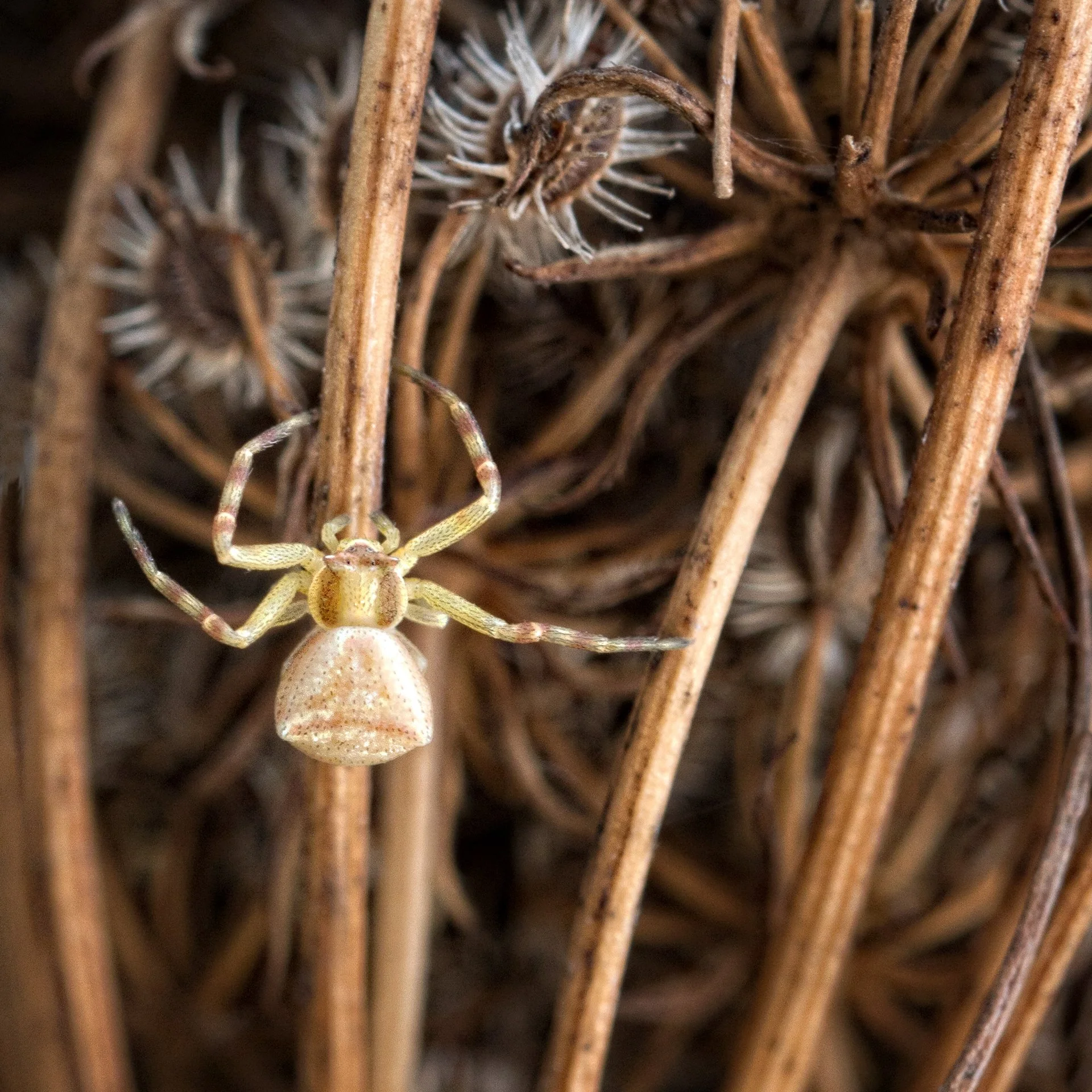 Close-up of a yellow crab spider on dry plant stems.
