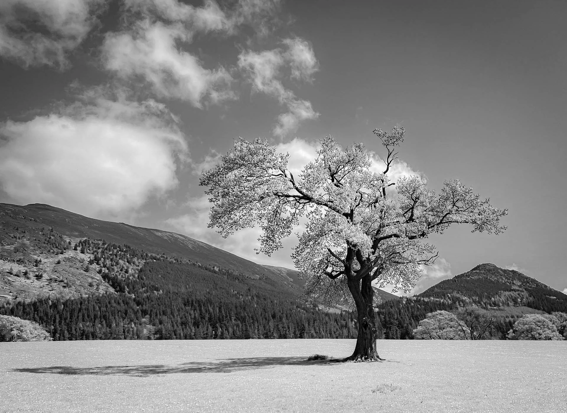 Black and white image of a solitary tree in a field with mountains in the background.
