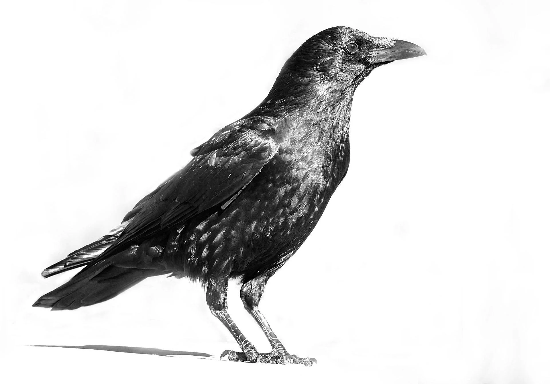 Black and white photo of a crow standing on a light background.