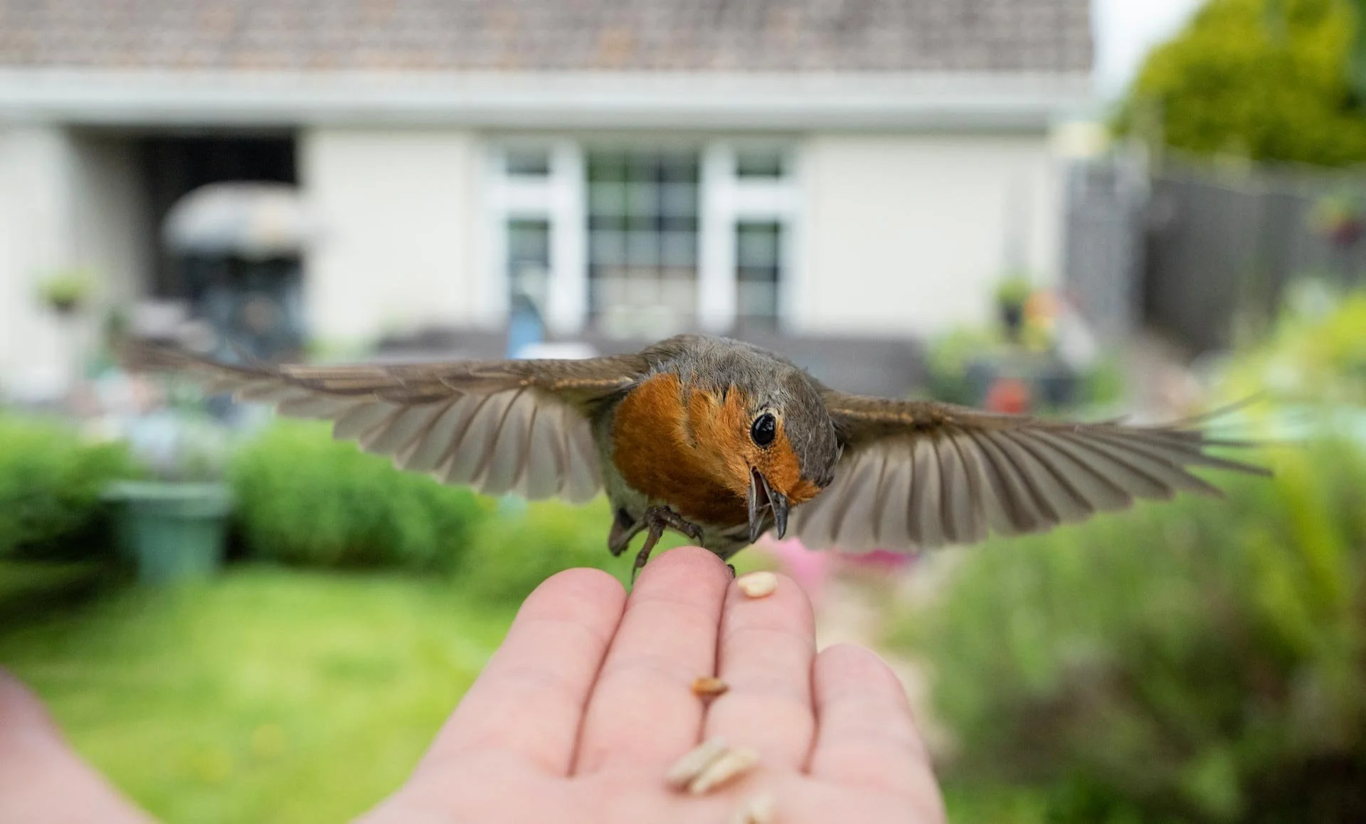 A small bird with orange chest and spread wings approaches a human hand holding seeds, blurred background of a suburban garden.