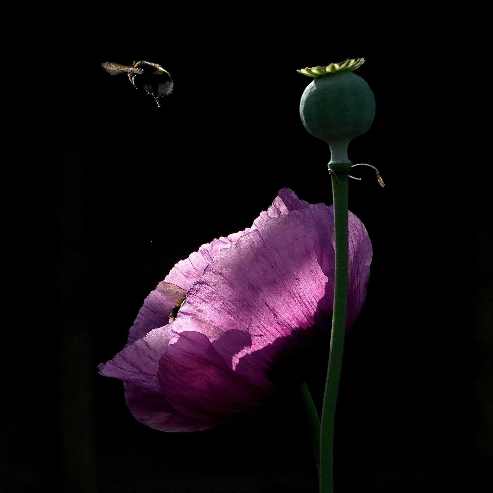 Bee hovering near a purple poppy flower on a dark background