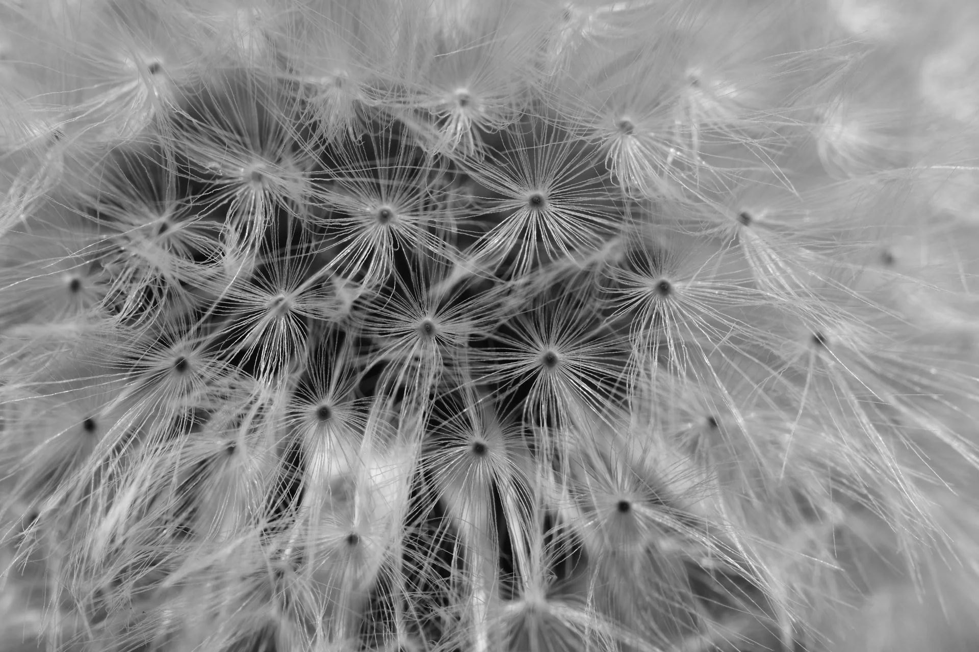 Close-up of a dandelion seed head in black and white, showing intricate fibers.