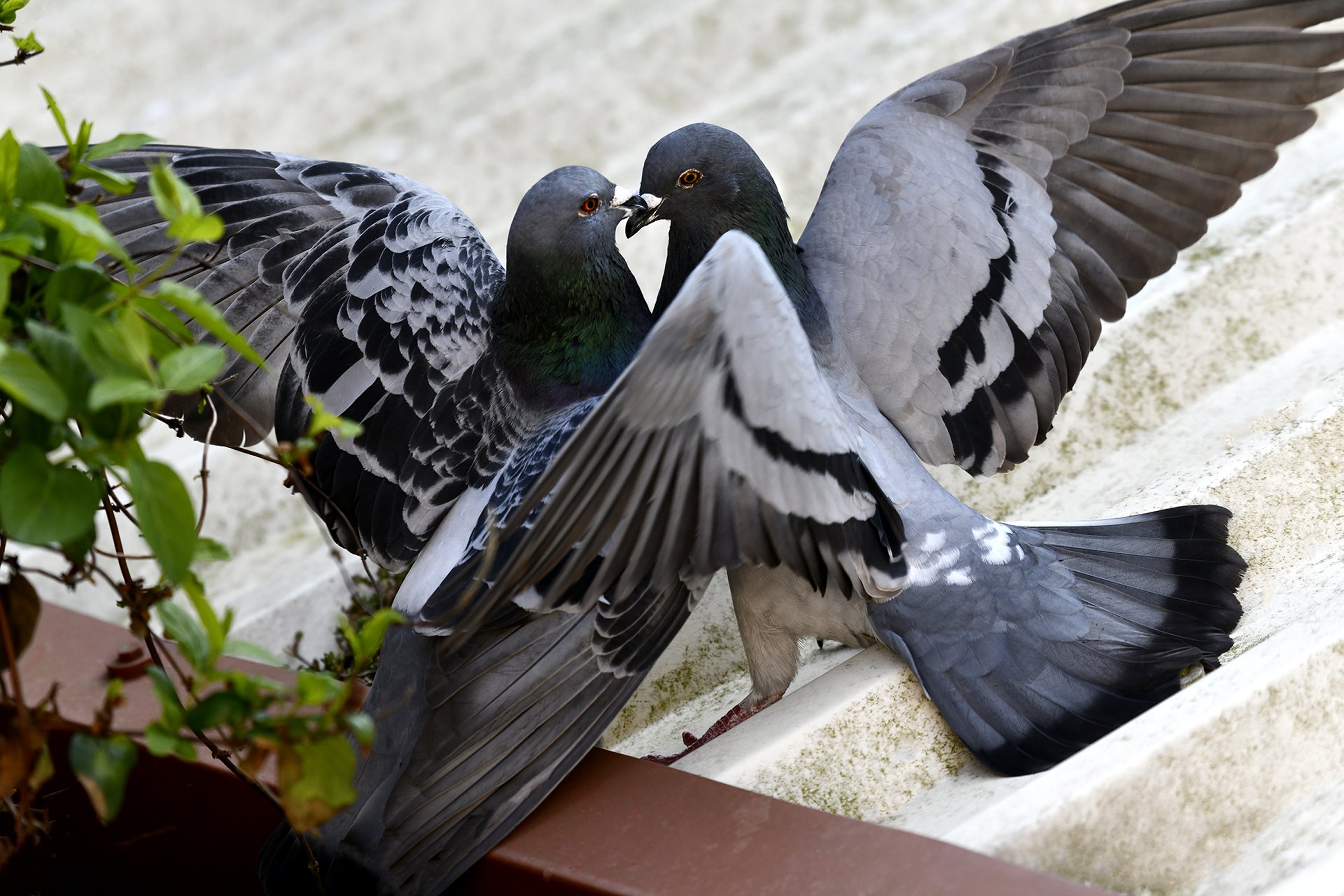 Two pigeons with wings spread on a rooftop, appearing to share food or interact closely.