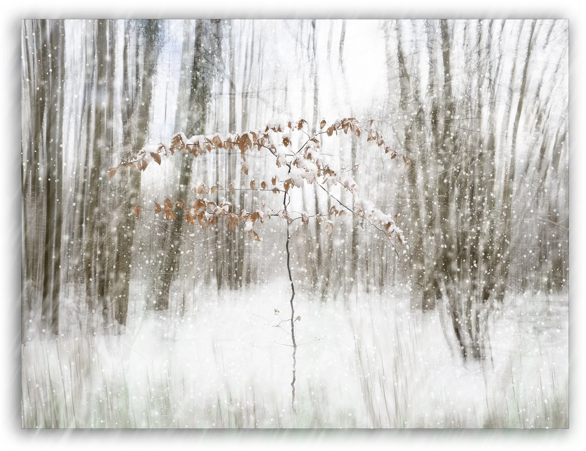 Snowy forest scene with a bare tree covered in snow, surrounded by blurred trees, and snowflakes gently falling.