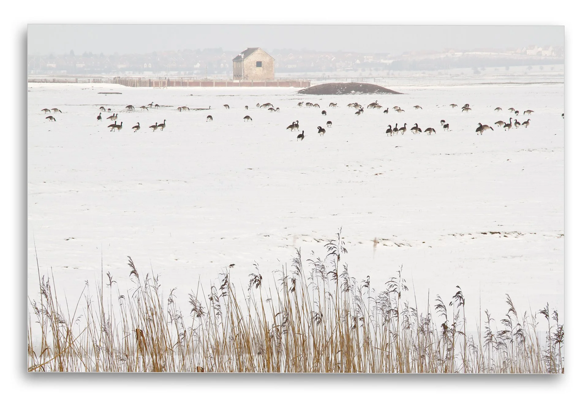 Snow-covered field with geese, tall grass, and a distant barn.