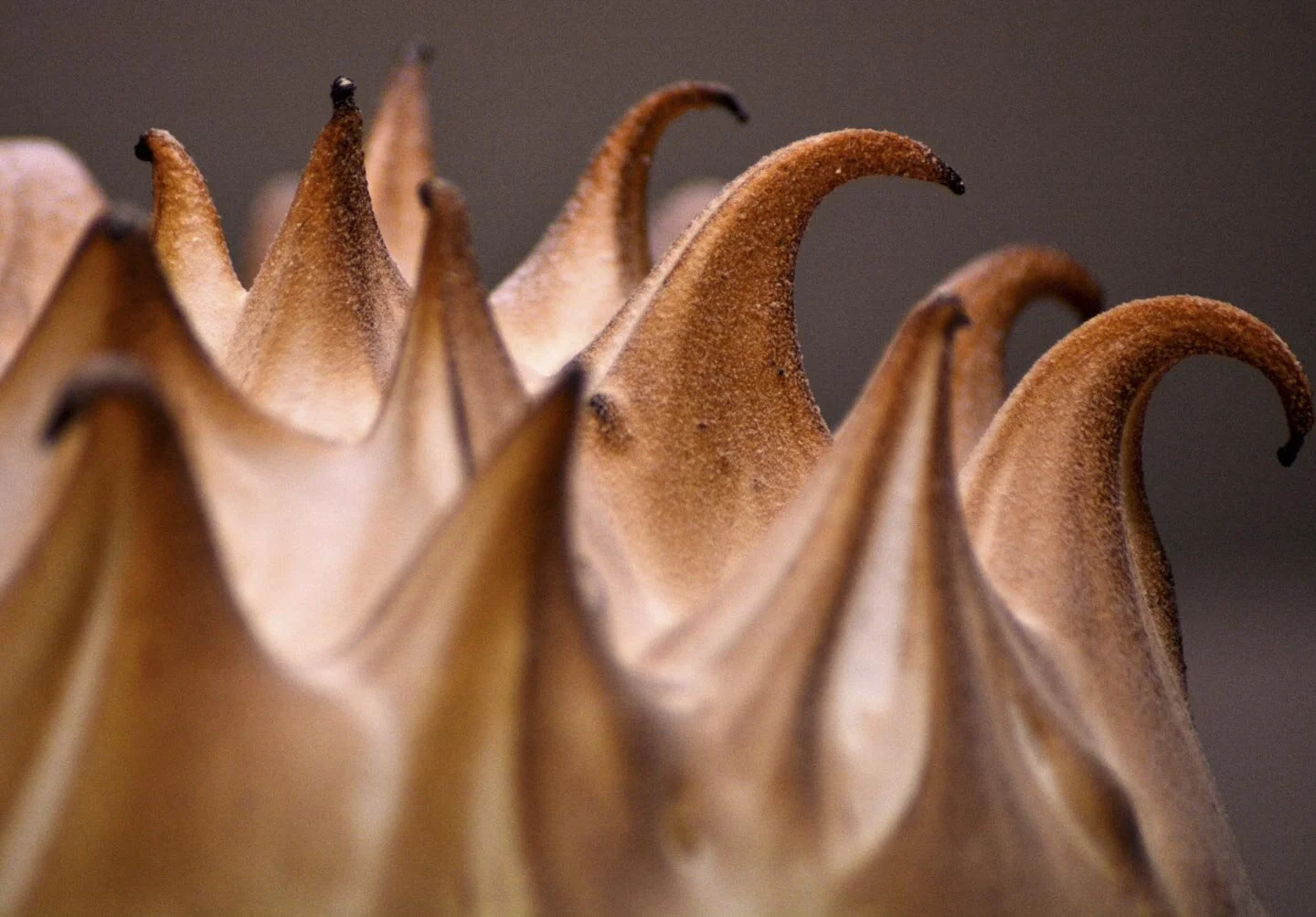 Close-up of dried artichoke petal tips with curled brown edges.