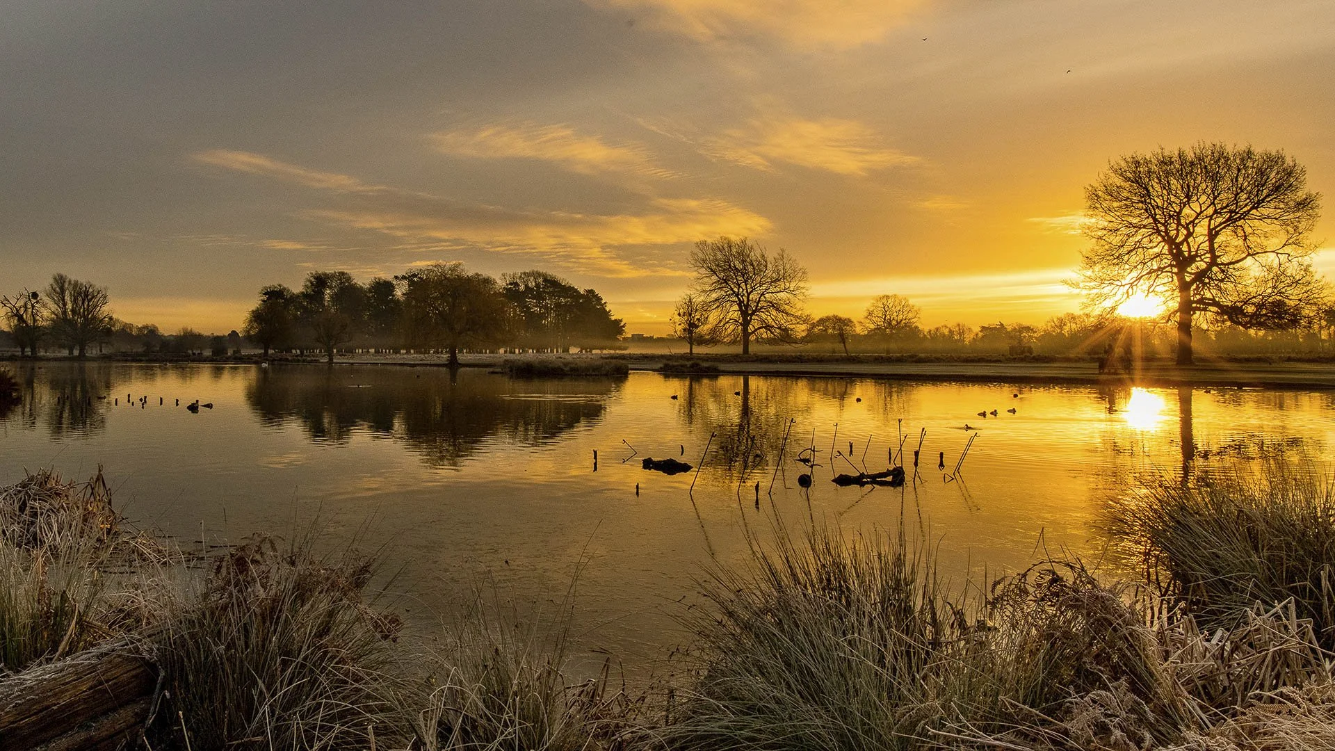 Sunrise over a pond with reflections, surrounded by silhouetted trees and ducks swimming.