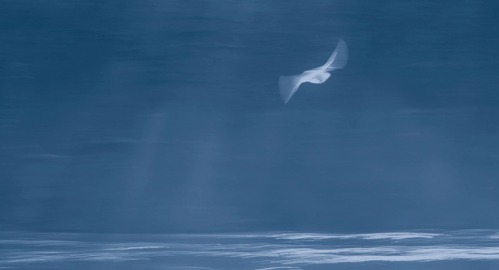 Blurred image of a white bird in flight over a calm blue sea.