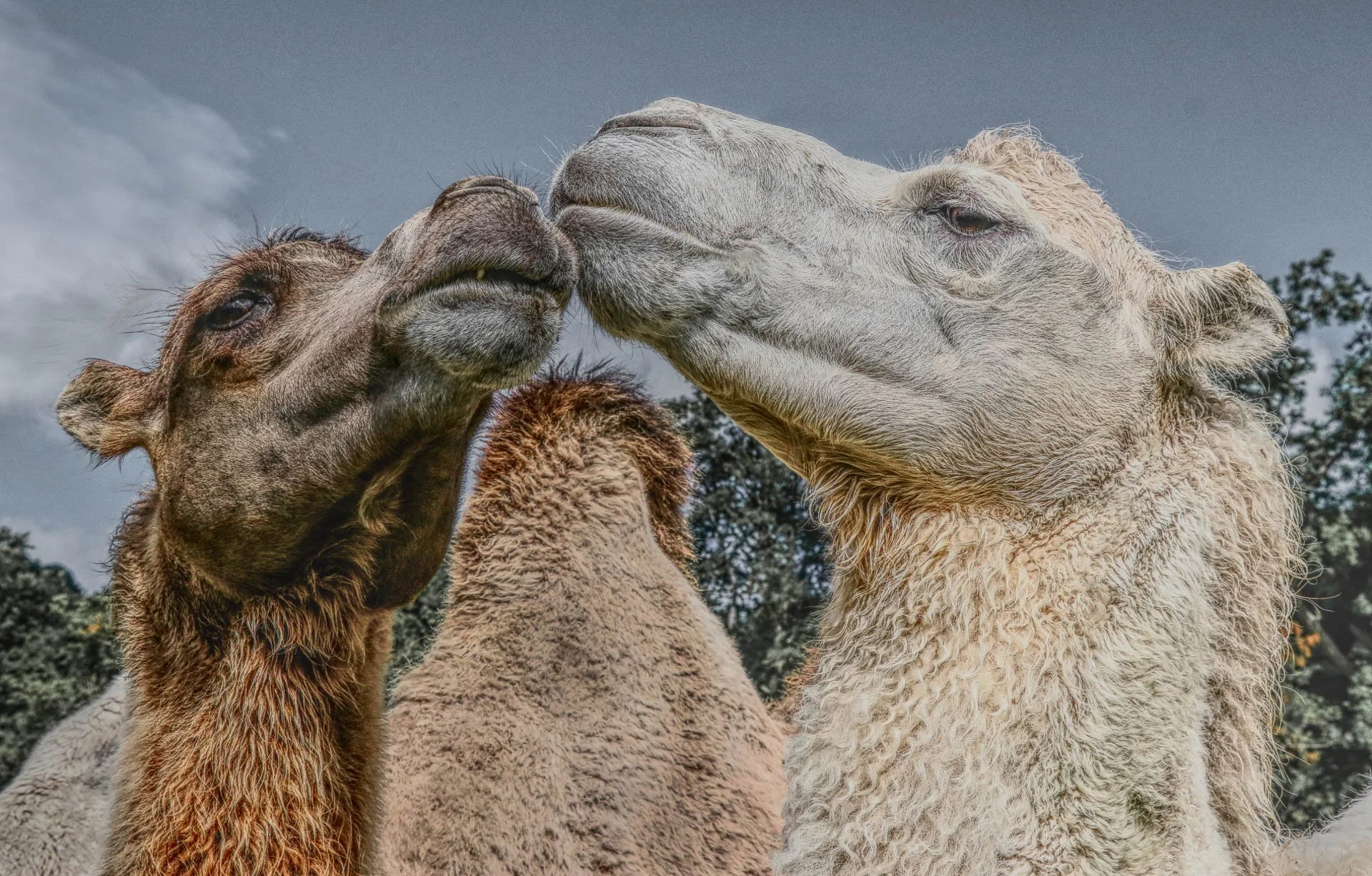 Two camels, one brown and one white, touching faces with a third camel in the background.