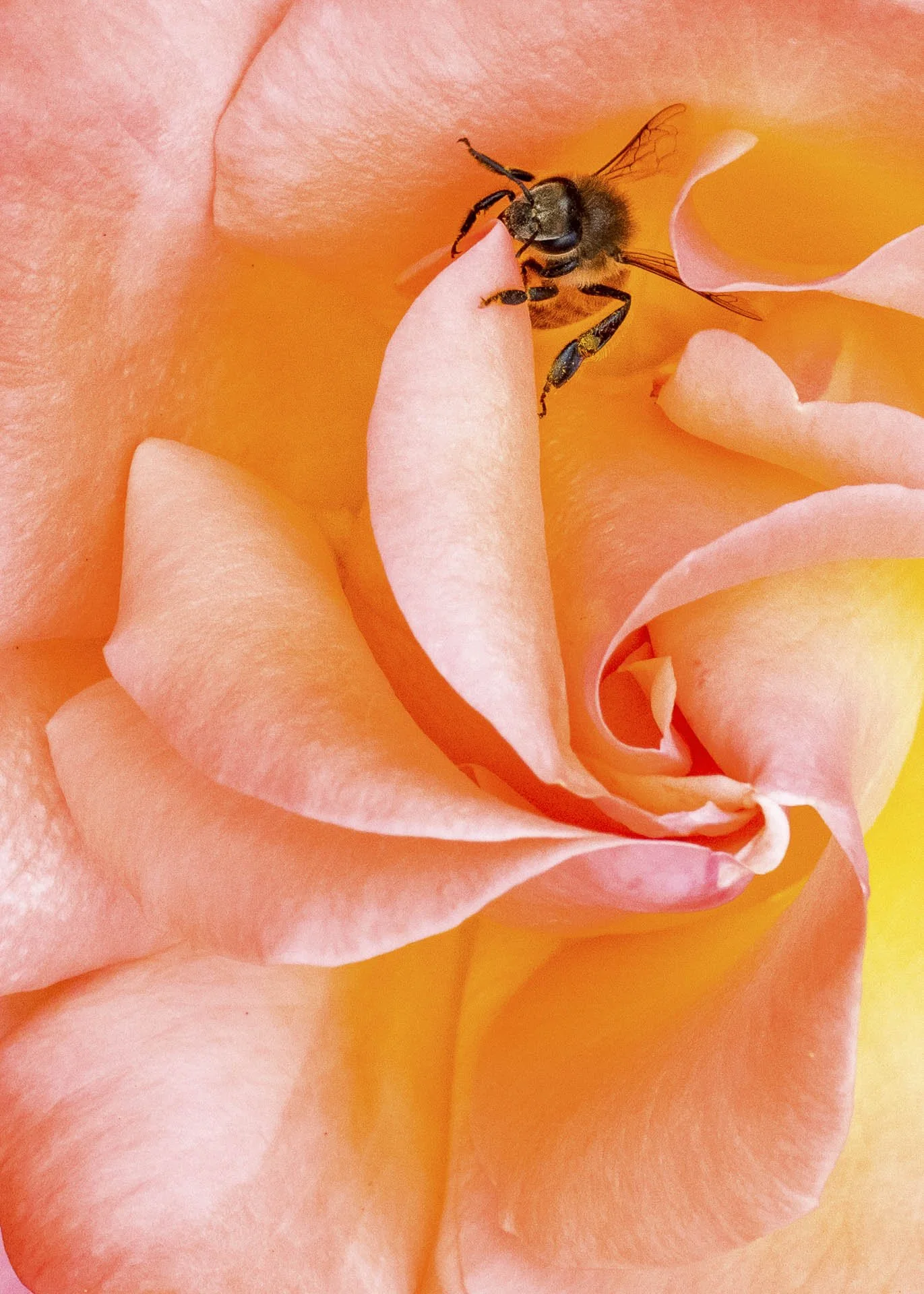A bee perched on the petal of a pink rose.