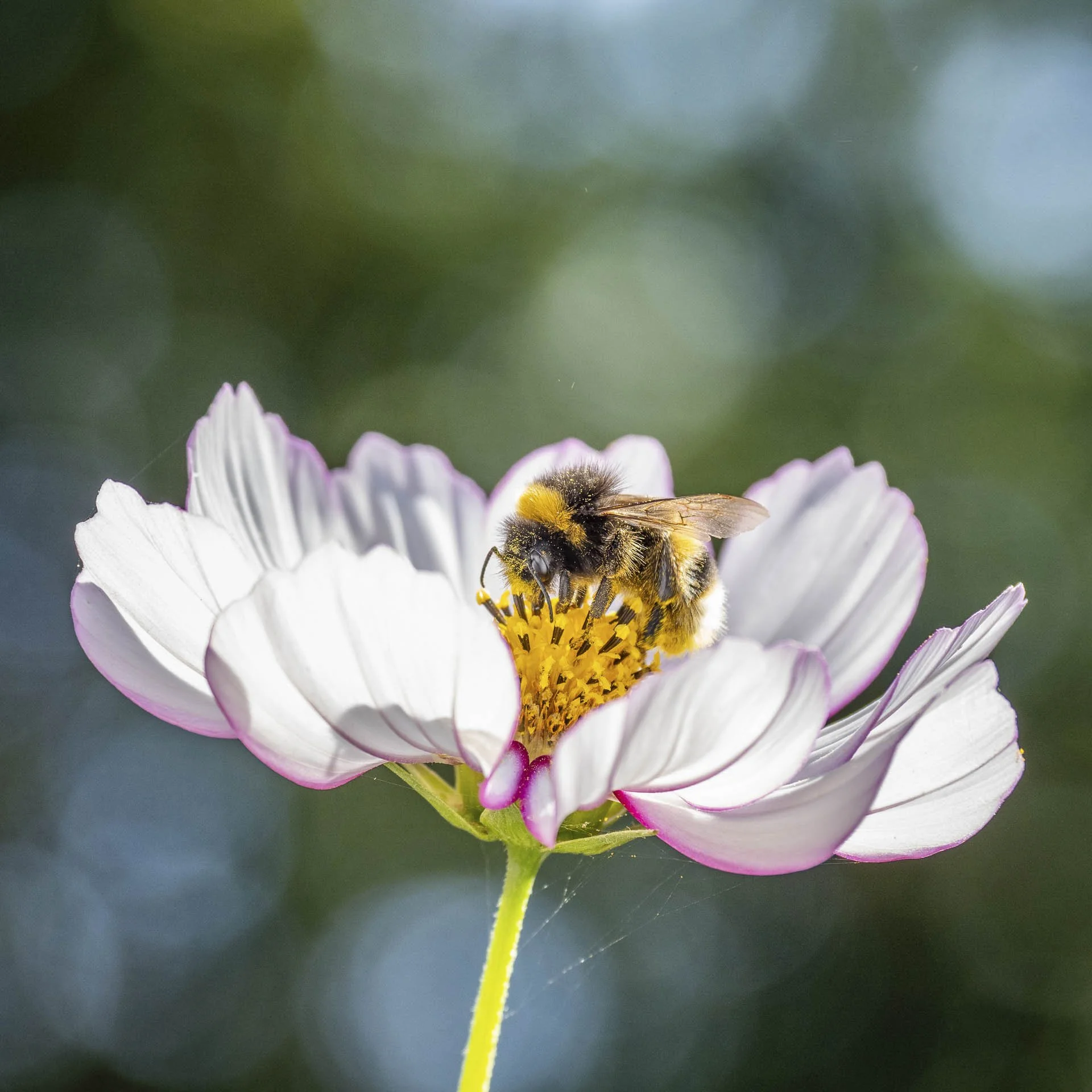 Bumblebee on a white and purple flower, collecting pollen.