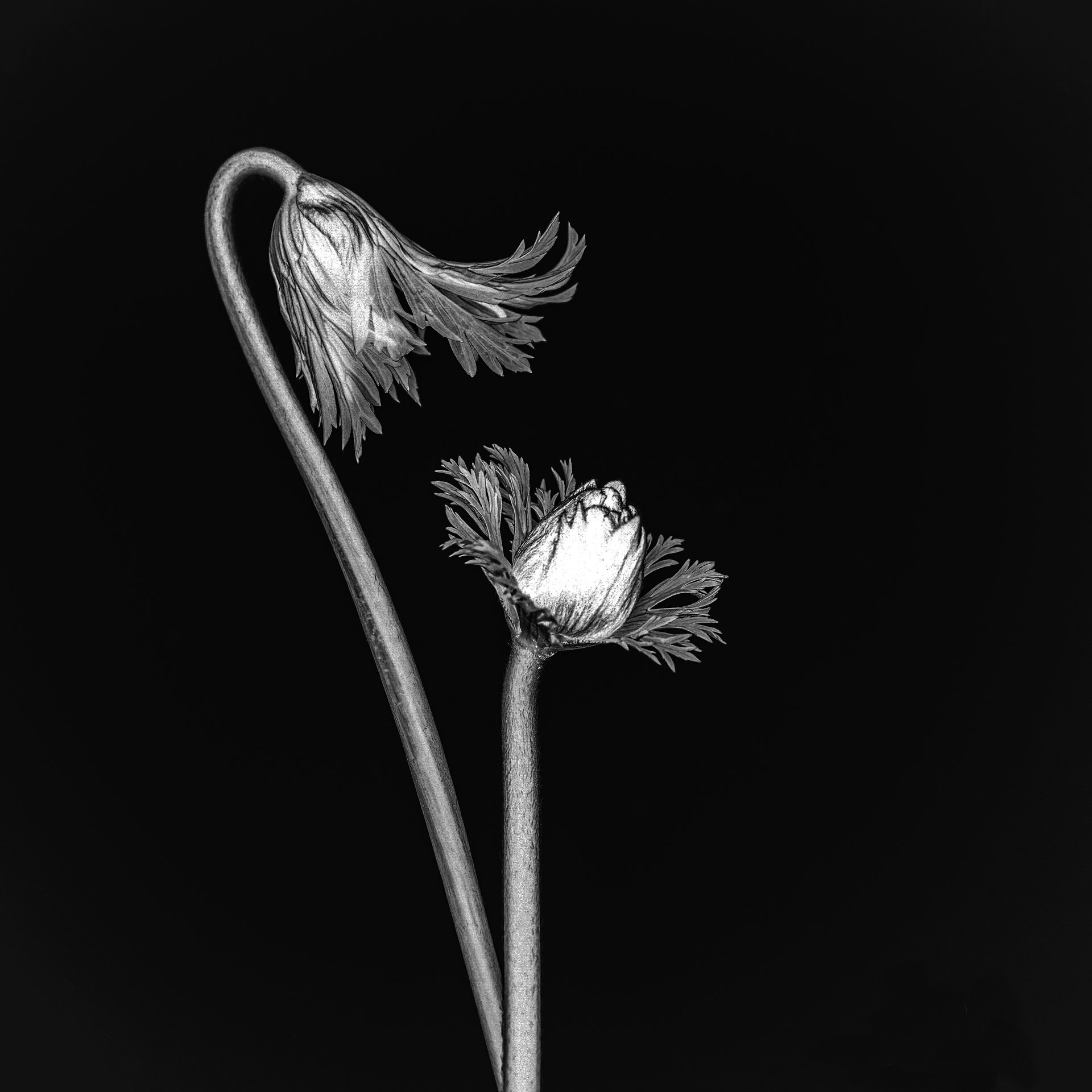 Black and white photo of two anemone flowers with closed buds, slightly bending, on a dark background.