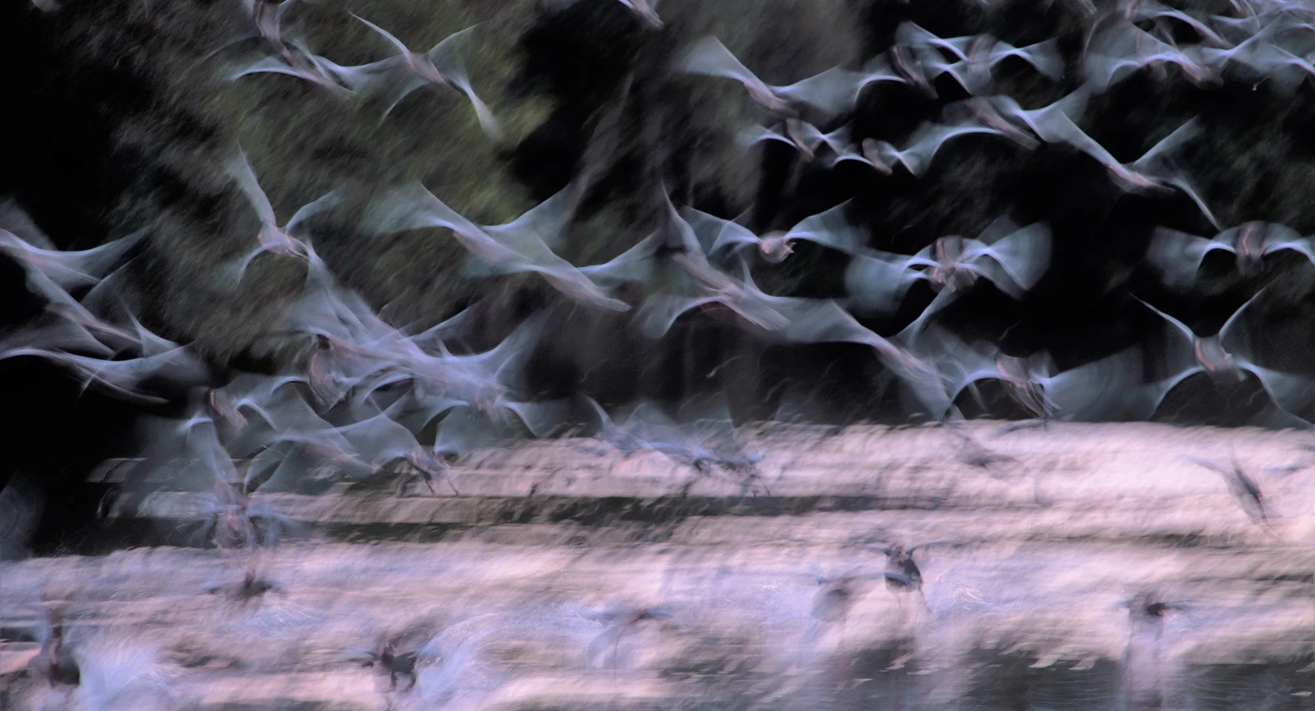 Blurry image of bats in flight during evening.