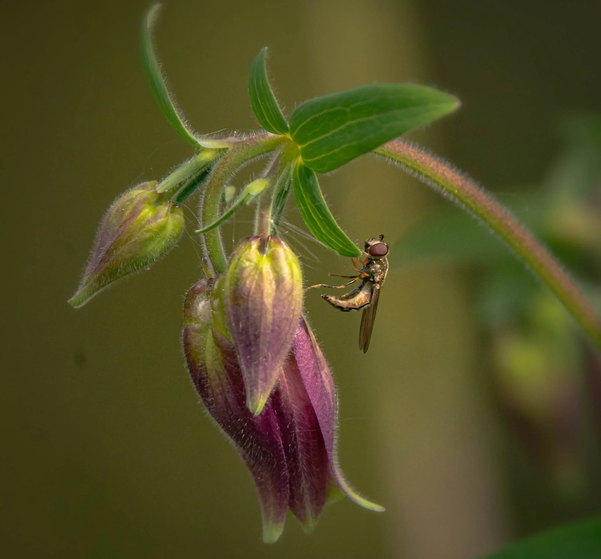 Close-up of unopened columbine flower buds with a small insect, possibly a hoverfly, perched on the stem, set against a blurred background.