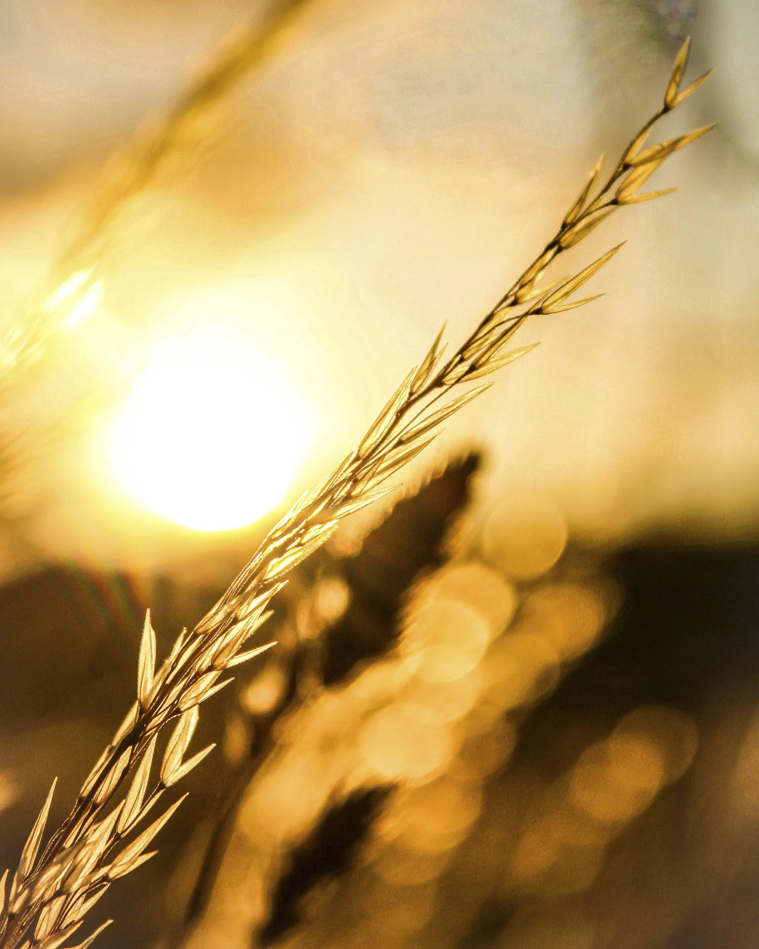 Close-up of silhouetted wheat stalks at sunset with blurred background, creating a warm, golden glow.