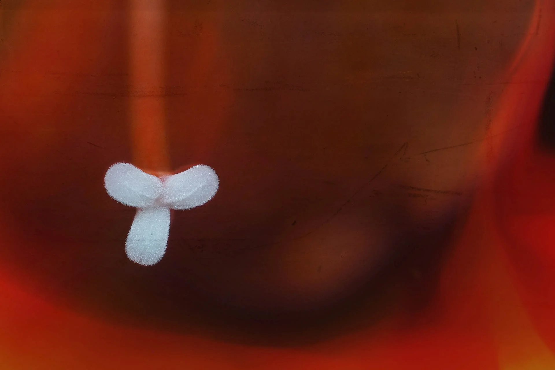 white fluffy seed on red background