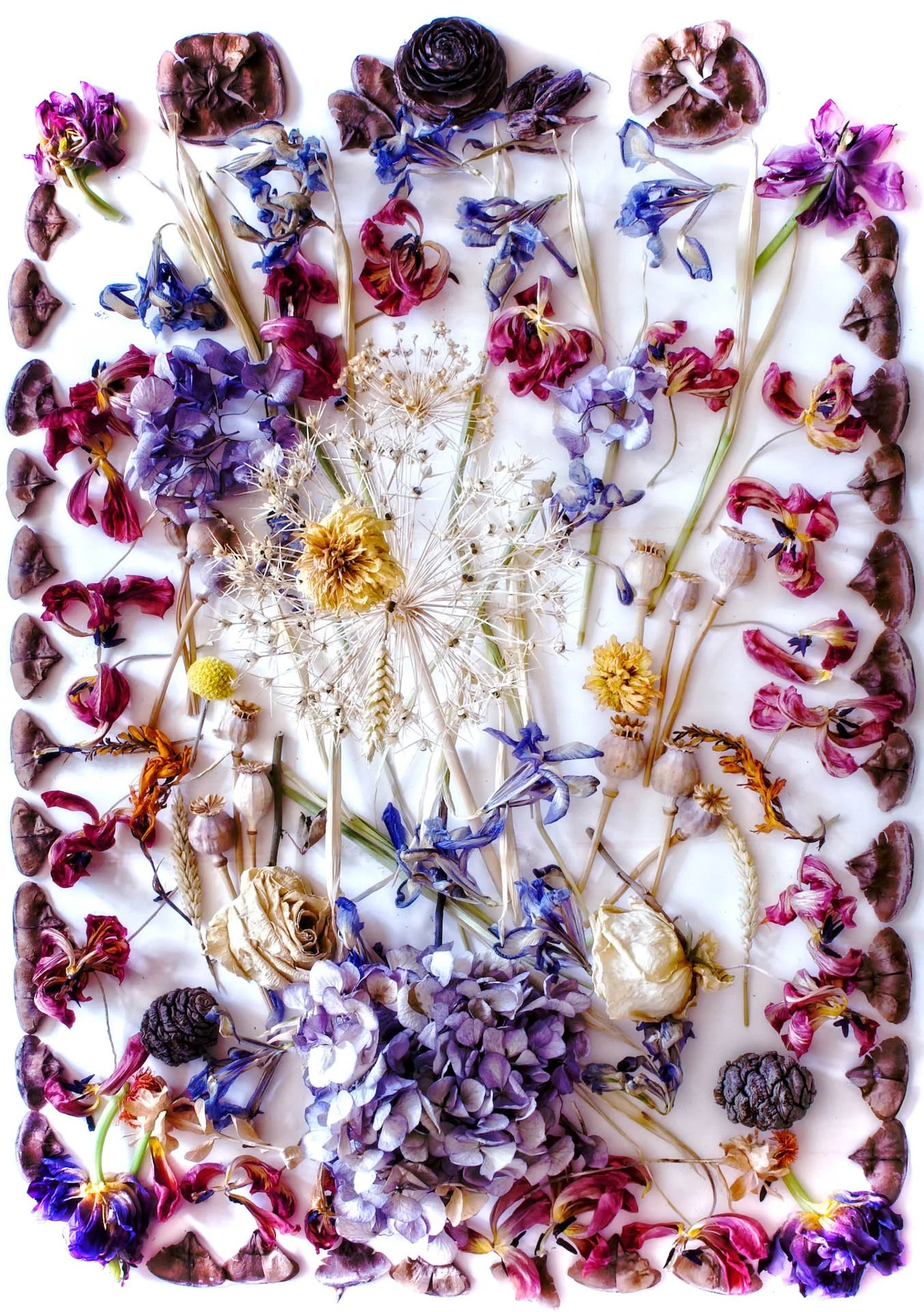 Assorted dried flowers and leaves arranged on a white background, including blue, purple, and pink blooms with some yellow and beige elements.