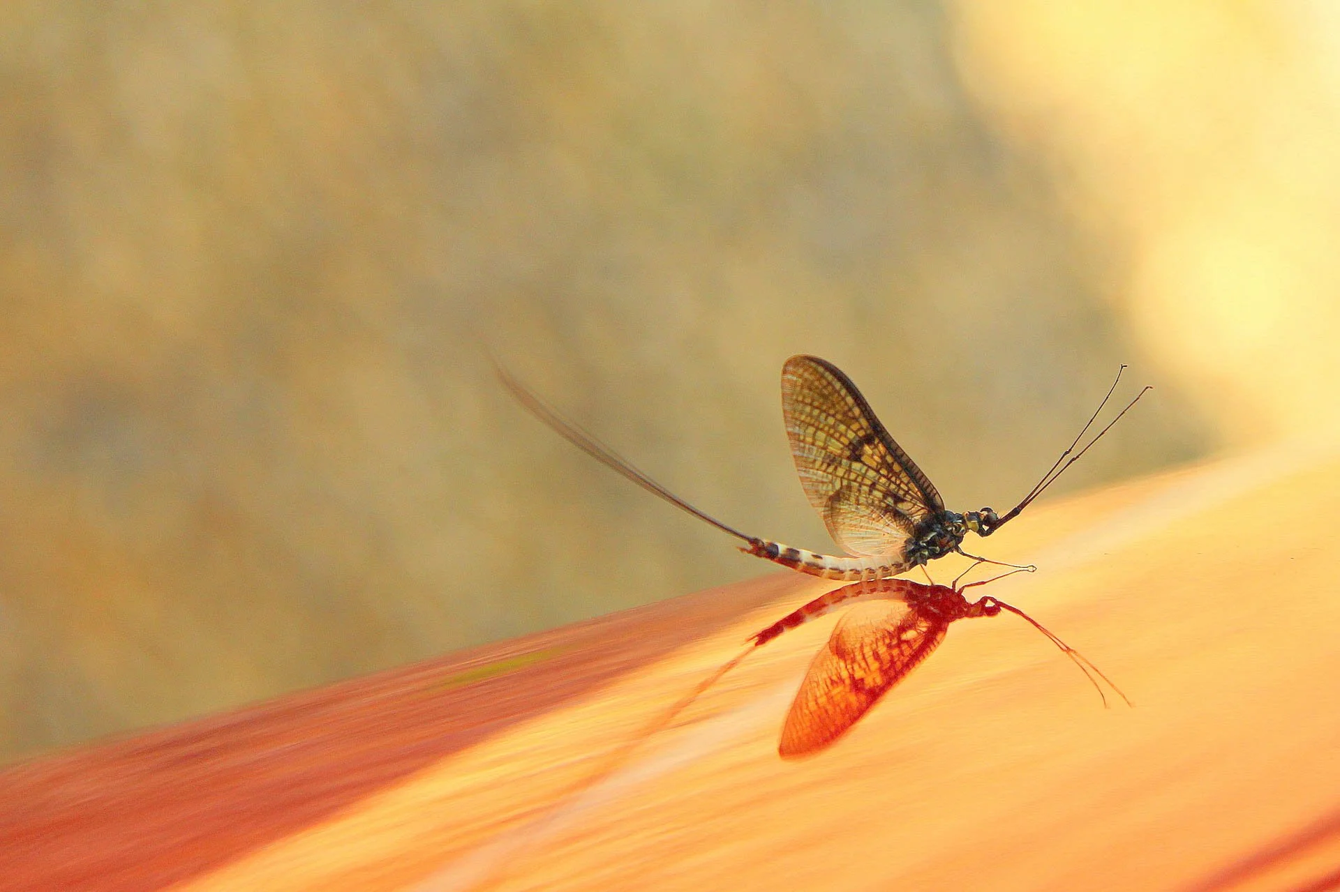 Close-up of a mayfly resting with its reflection on a smooth surface, warm blurred background.