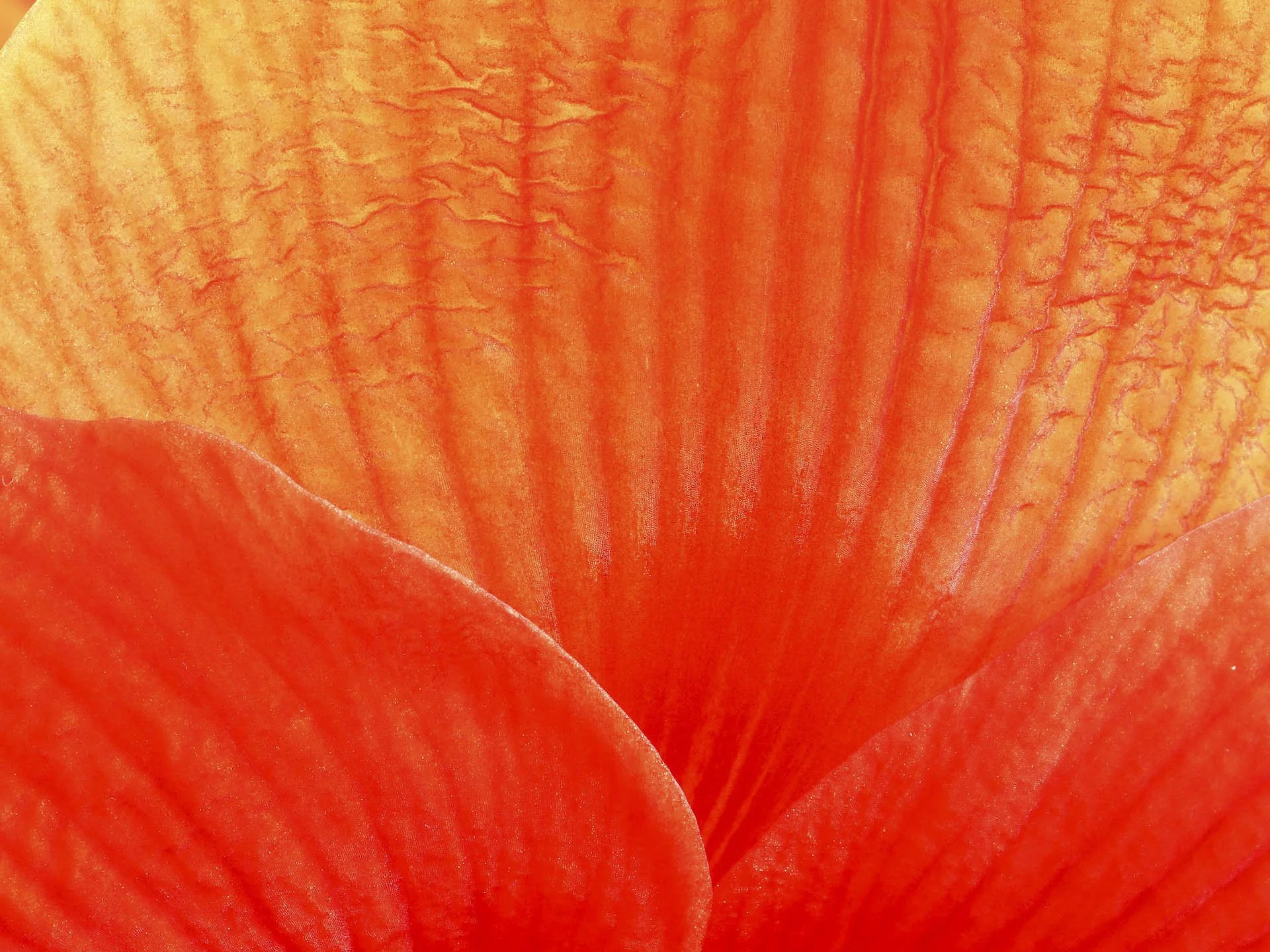 Close-up of a vibrant orange-red flower petal with visible texture and veining.