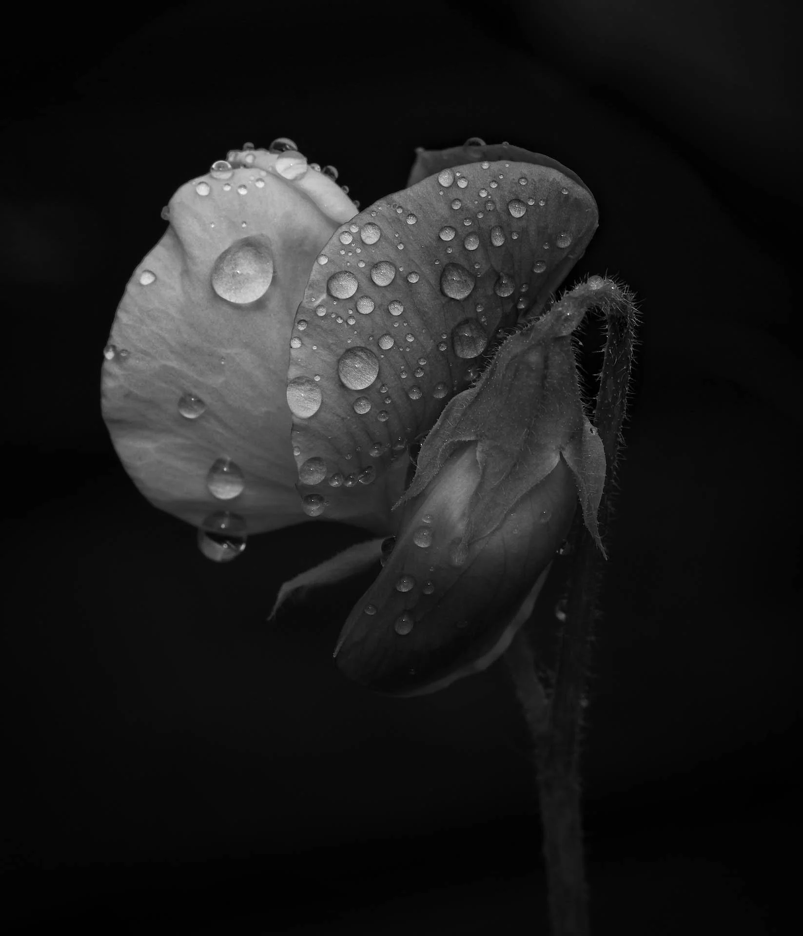 Black and white close-up of a flower with water droplets on petals